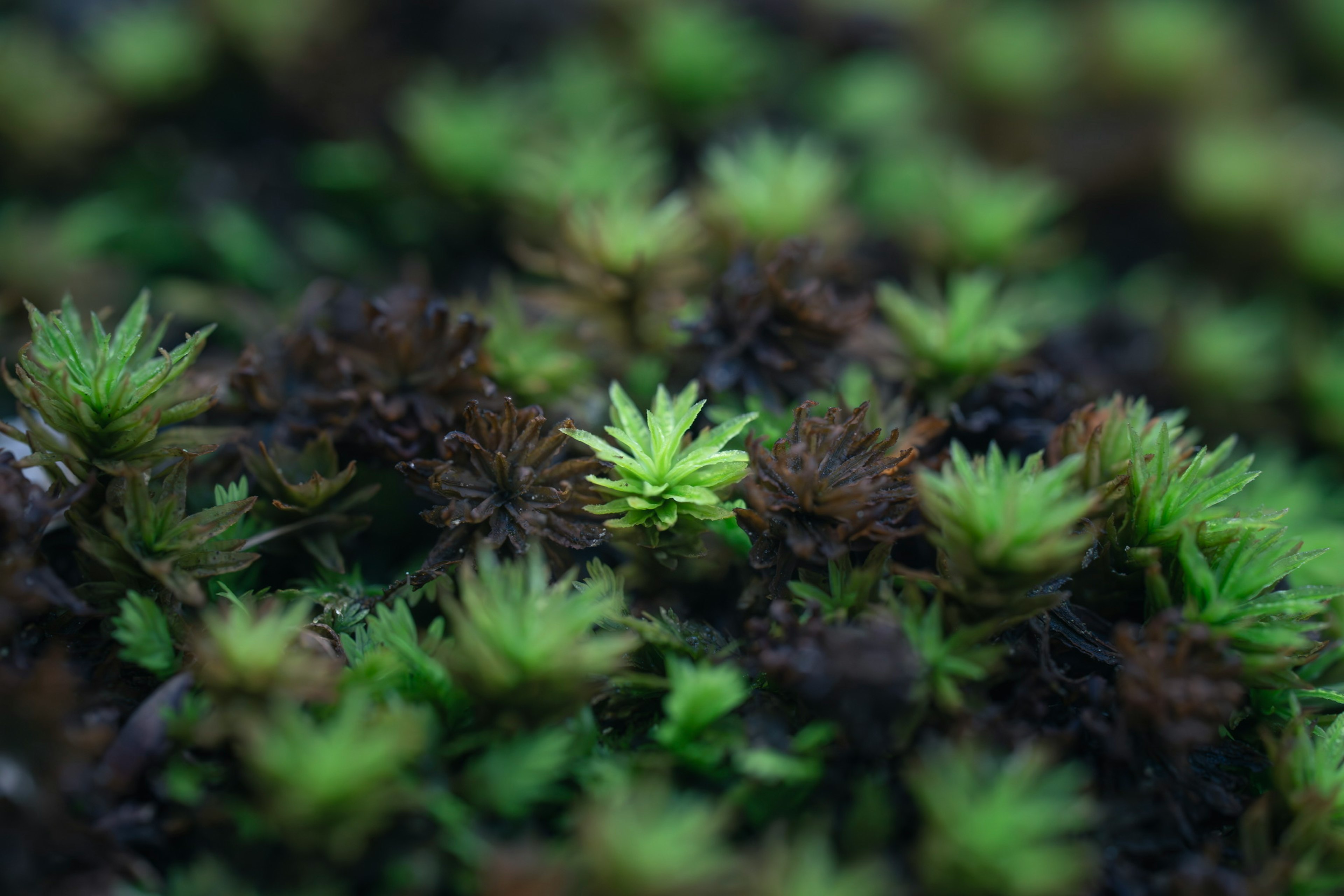 緑と茶色のコケの群生の中で目立つ明るい緑のコケ