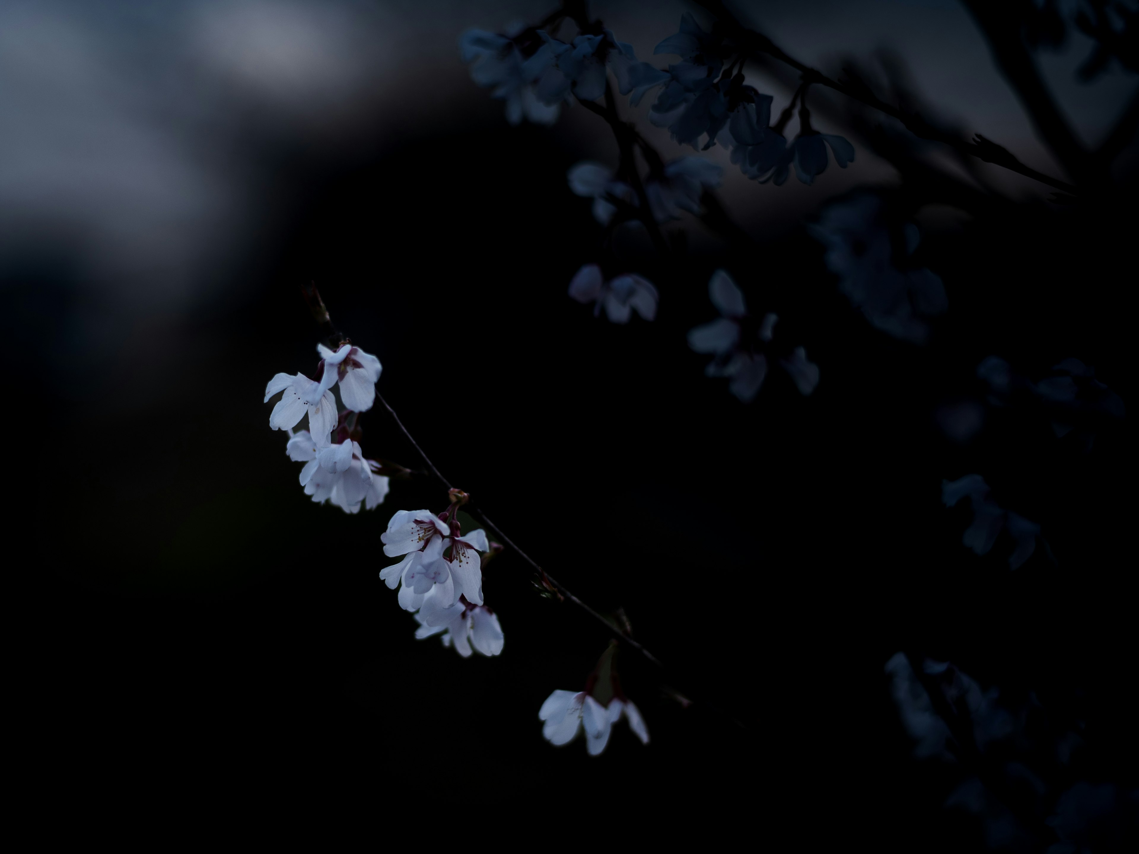 Une branche avec des fleurs blanches sur un fond sombre