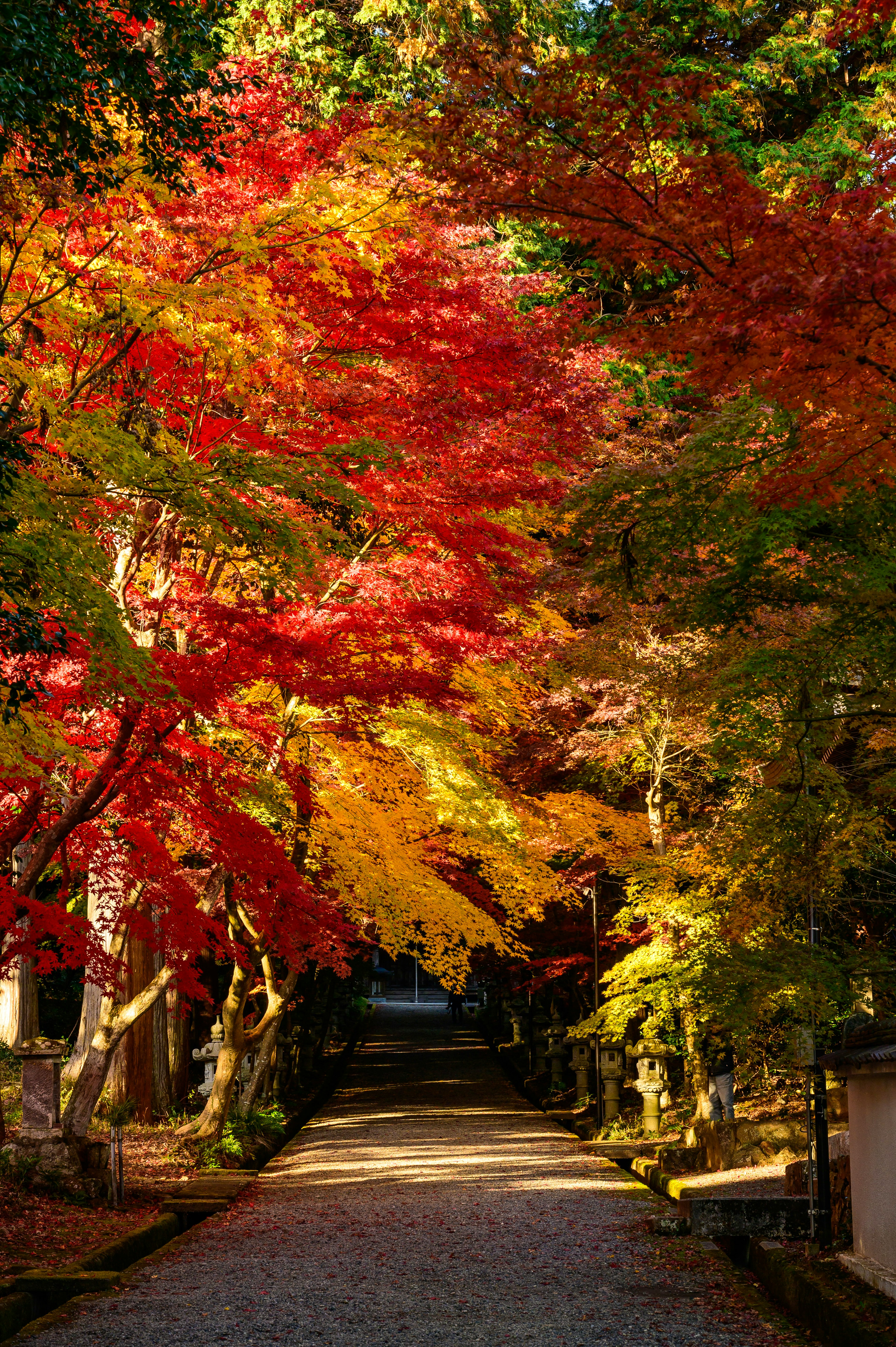 Pathway surrounded by vibrant autumn foliage