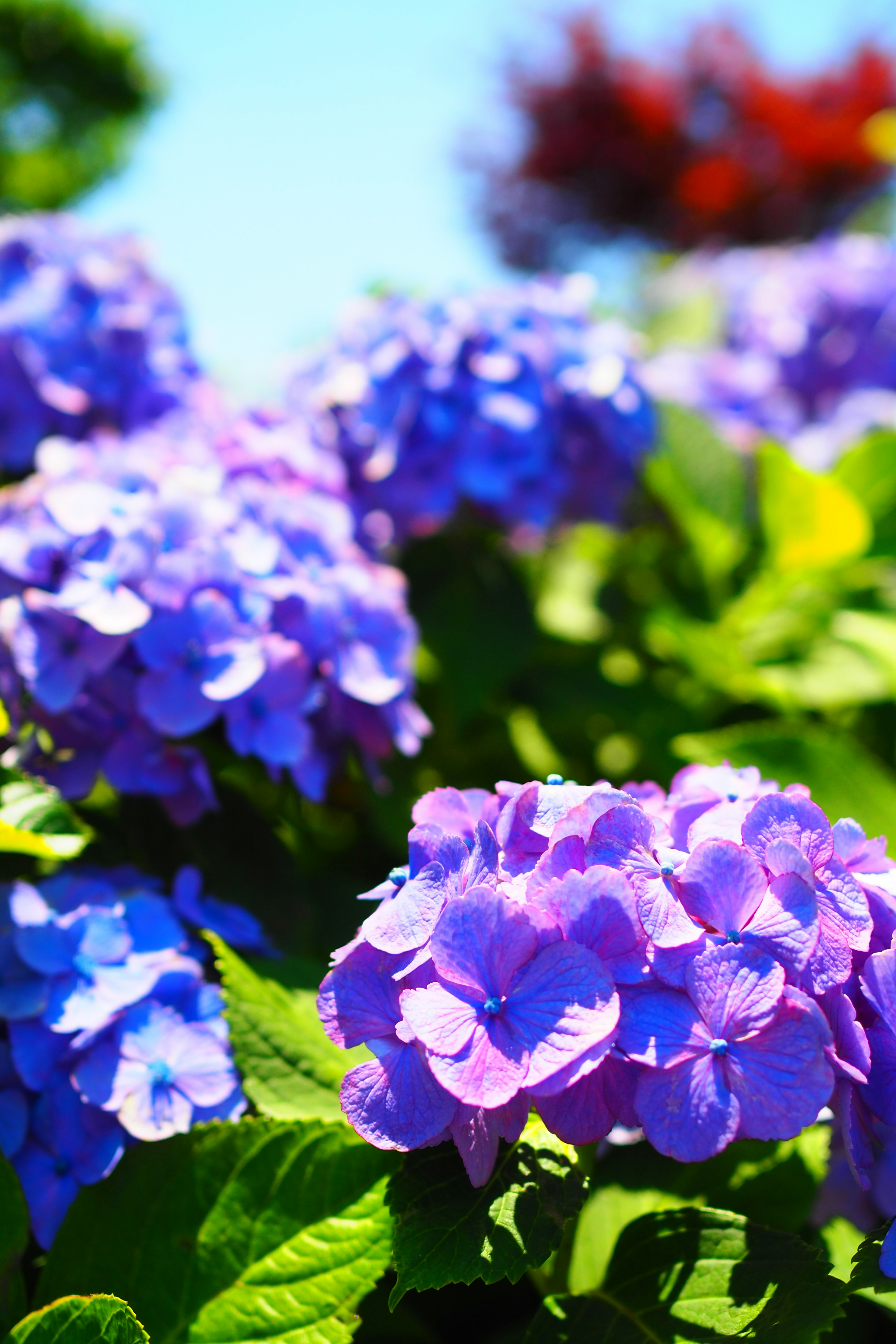 Flores de hortensia azules vibrantes en plena floración con hojas verdes exuberantes