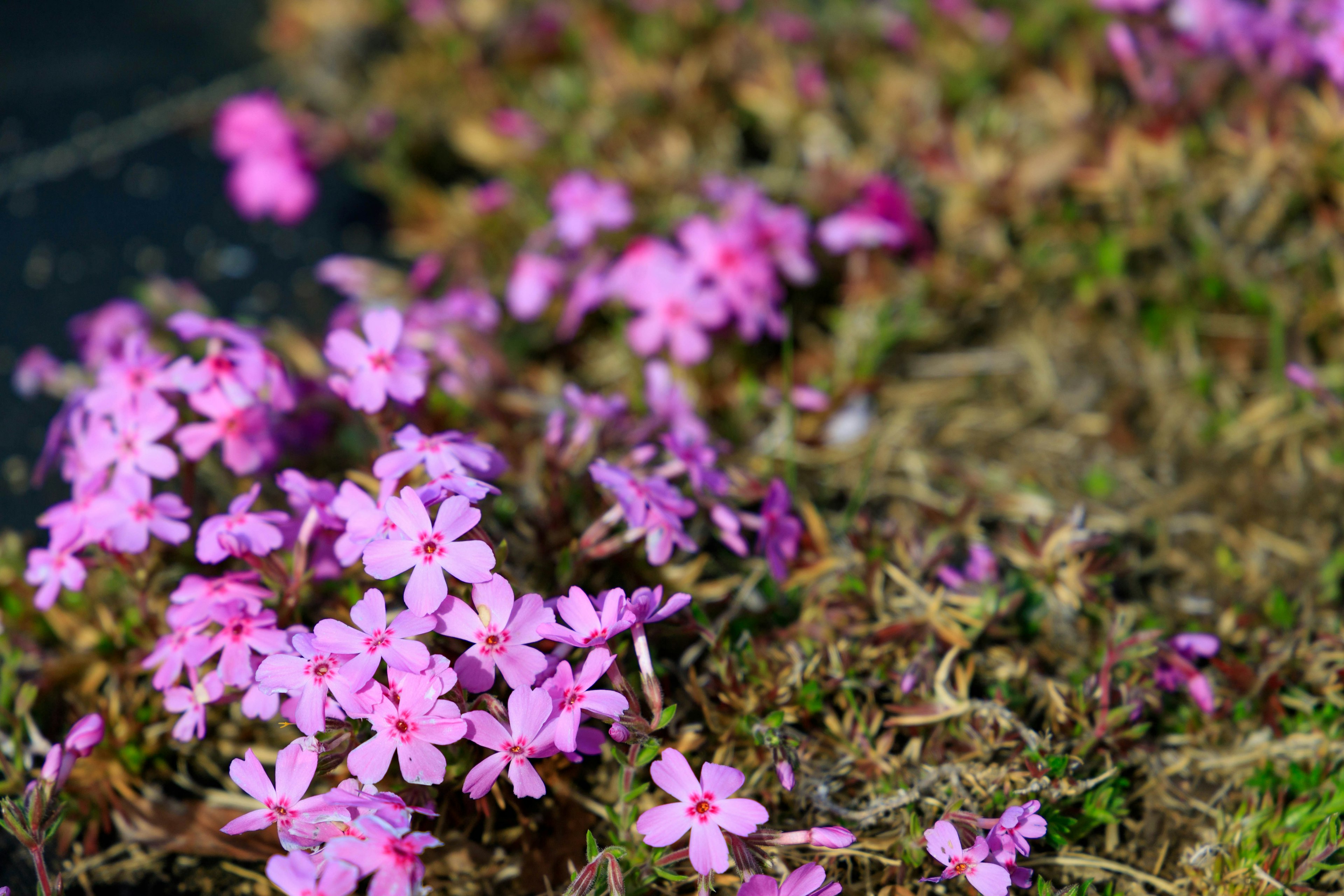 Bunga pink cerah mekar di antara rumput hijau