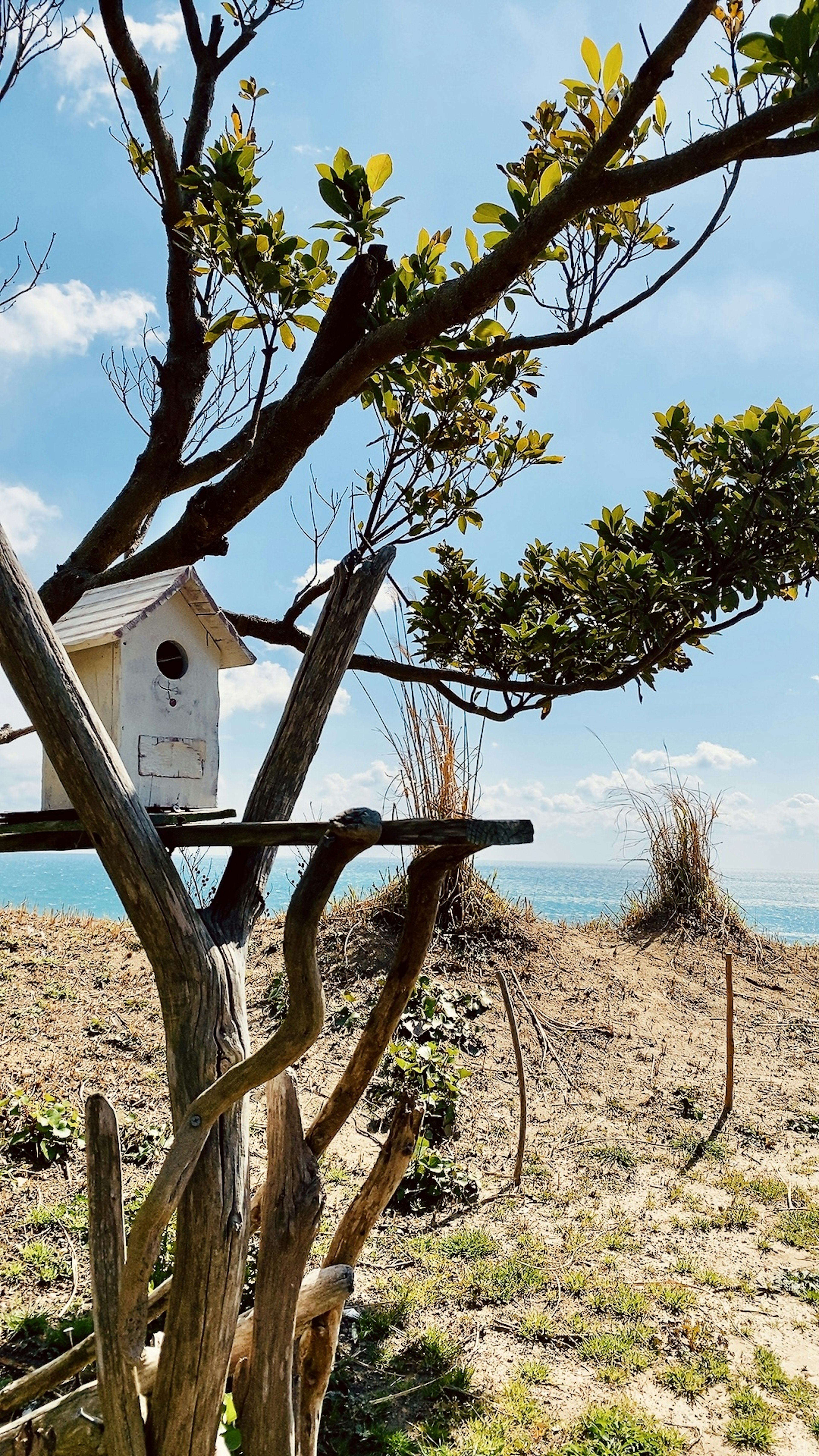 Ein Vogelhaus auf einem Baumzweig unter einem blauen Himmel