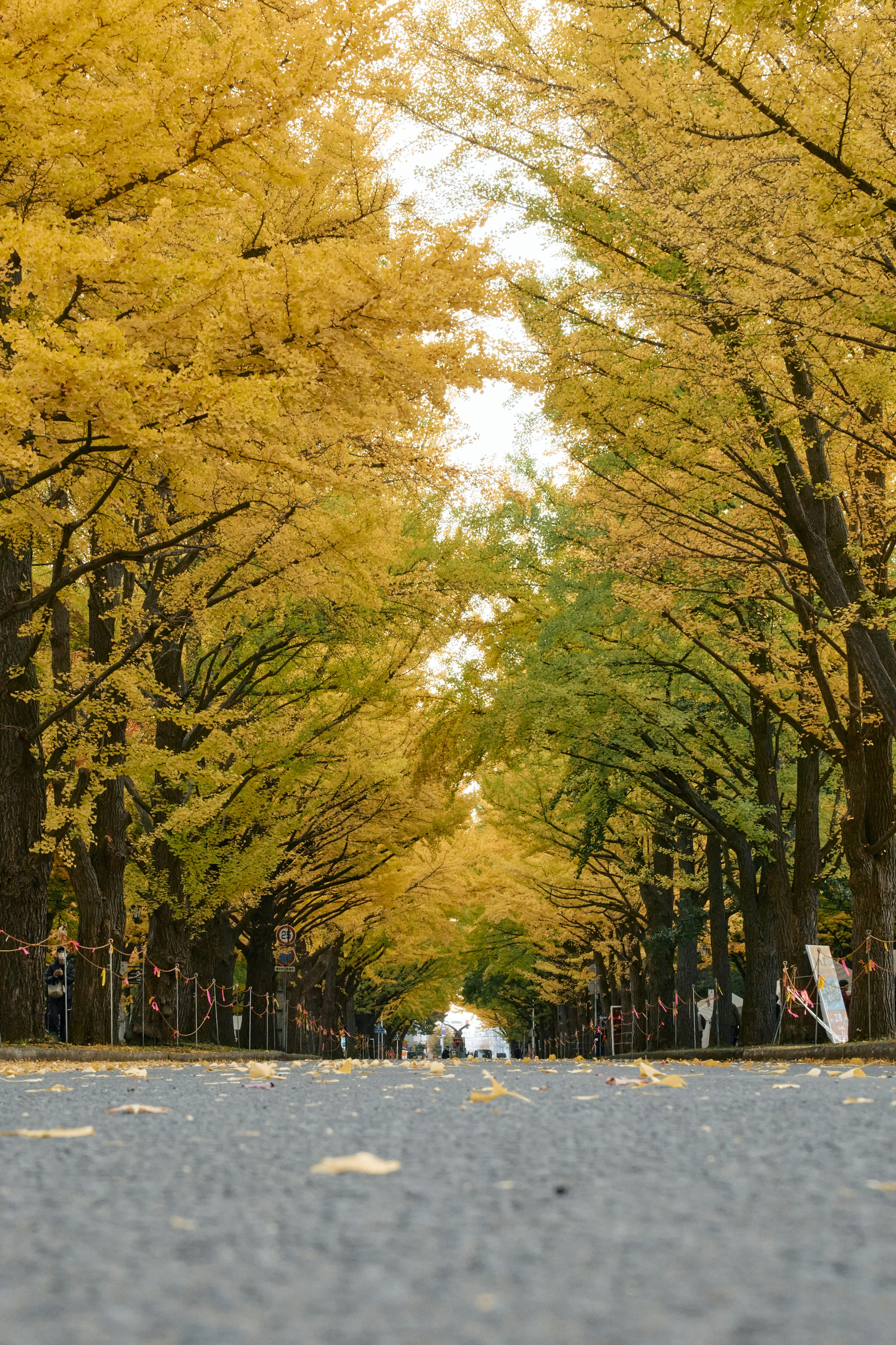 Malersicher Blick auf eine von Bäumen gesäumte Allee, die mit gelben Blättern bedeckt ist