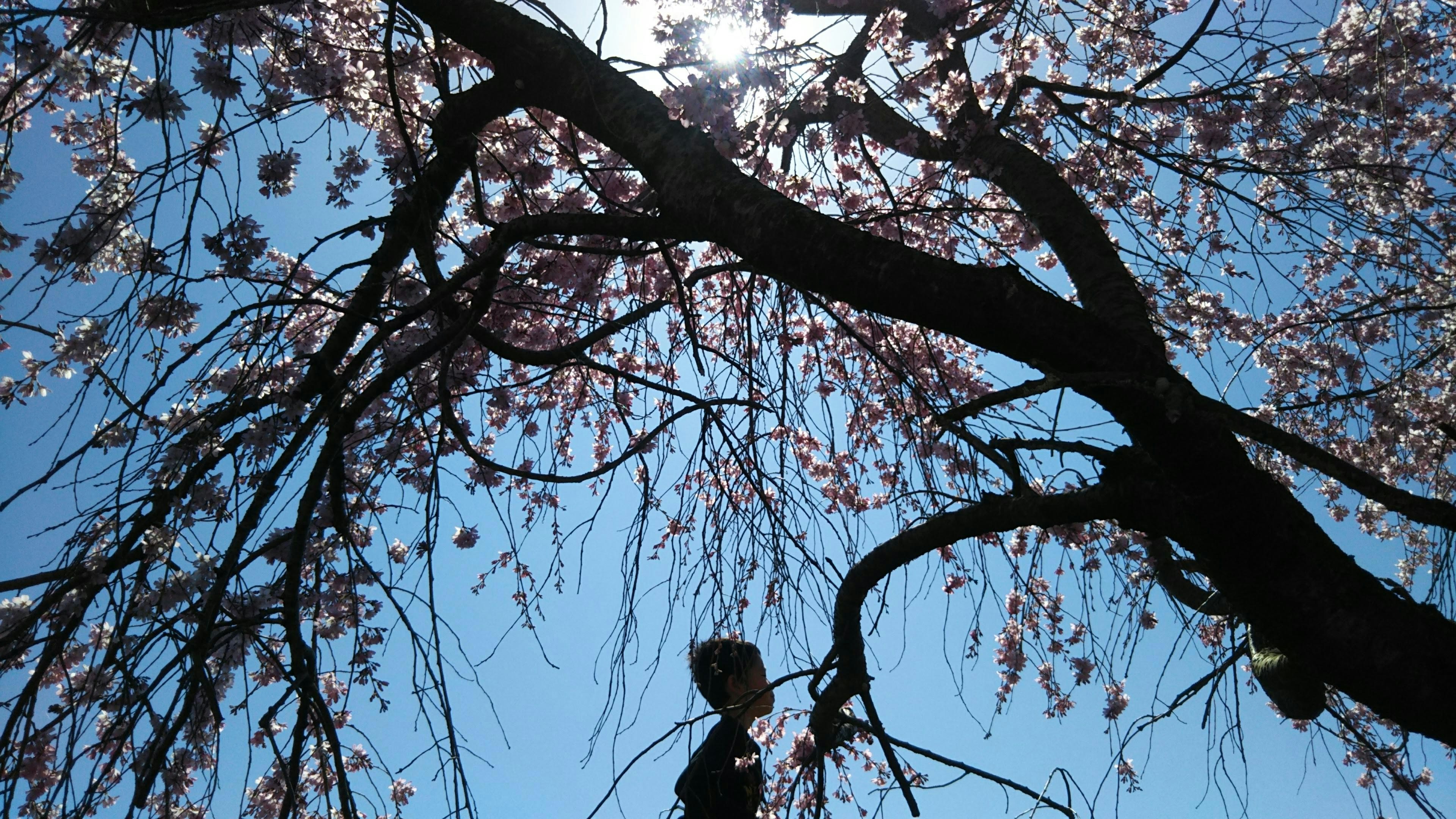 Silhouette d'une personne sous un cerisier contre un ciel bleu