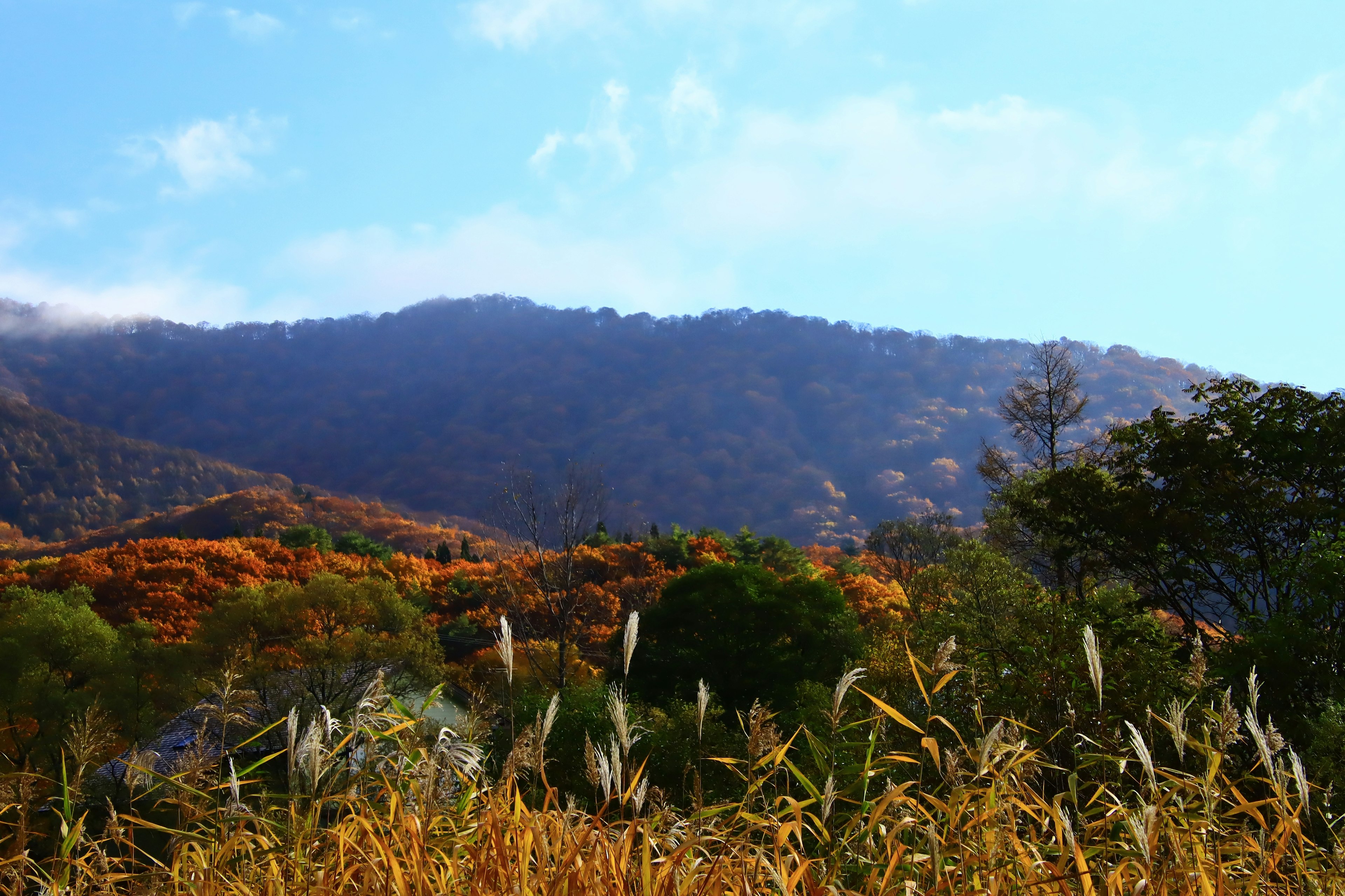 Vue panoramique d'arbres d'automne sur une montagne avec un premier plan herbeux