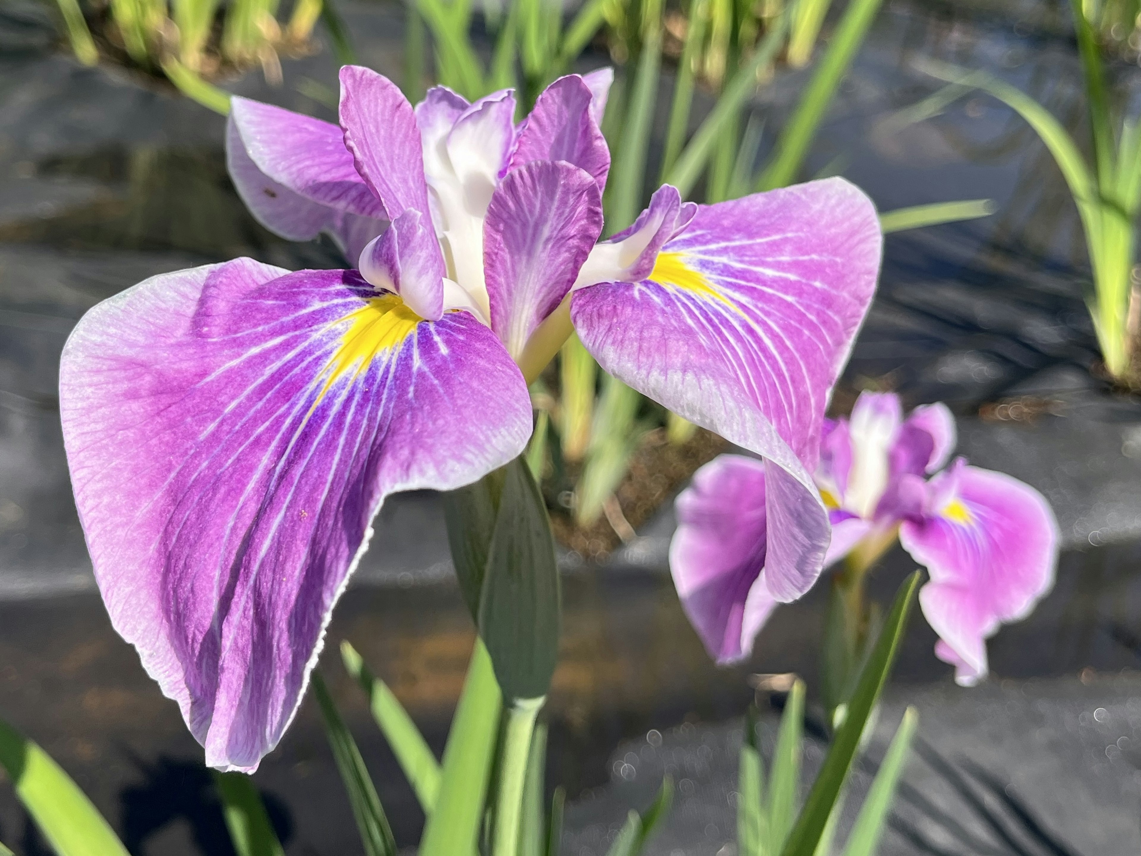 紫色の花弁と黄色の模様を持つアイリスの花が咲いている