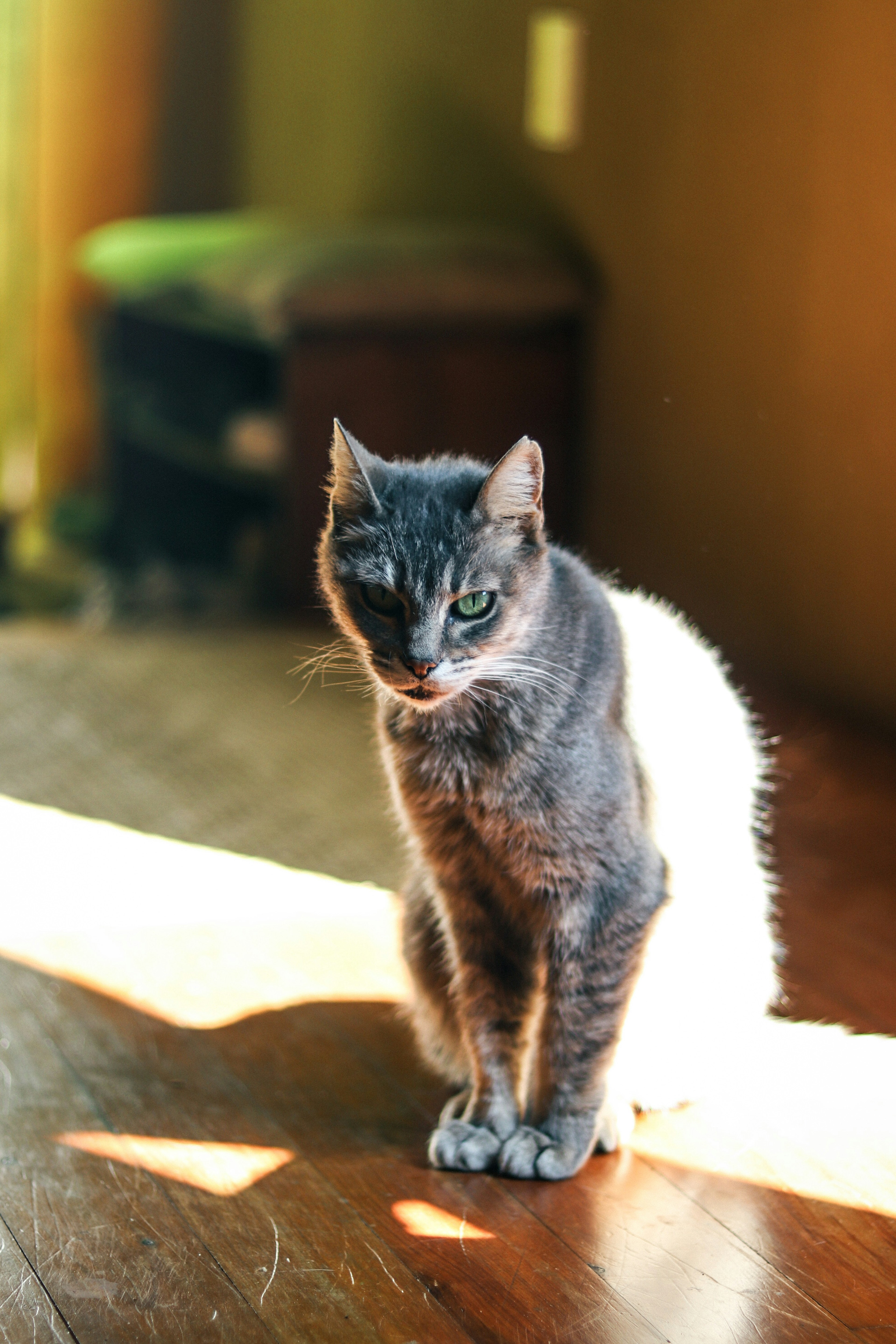 灰色の猫が明るい部屋の中に座っている