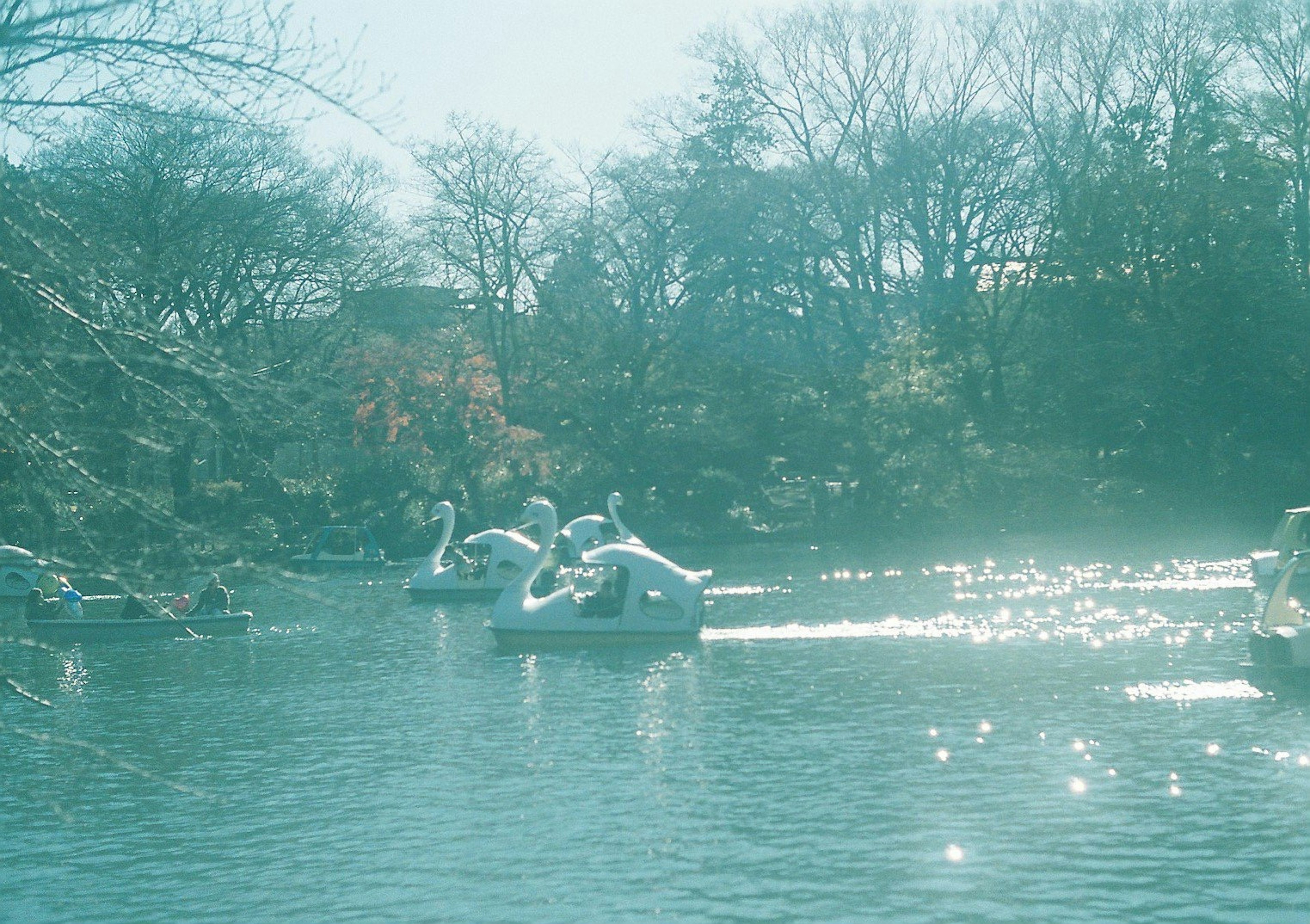 穏やかな湖で白鳥のボートが漂っている風景