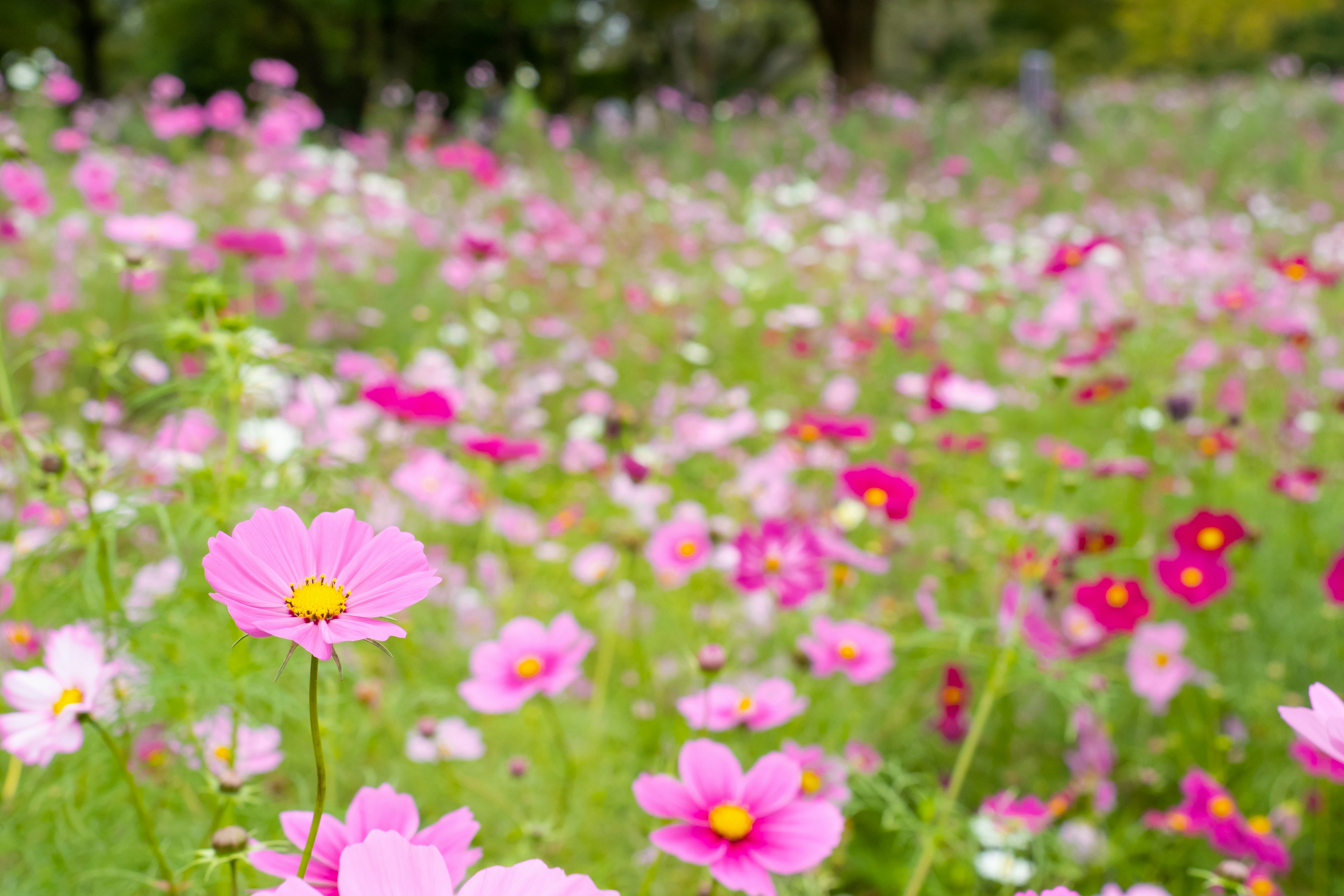 Un campo vibrante de flores en plena floración de varios colores