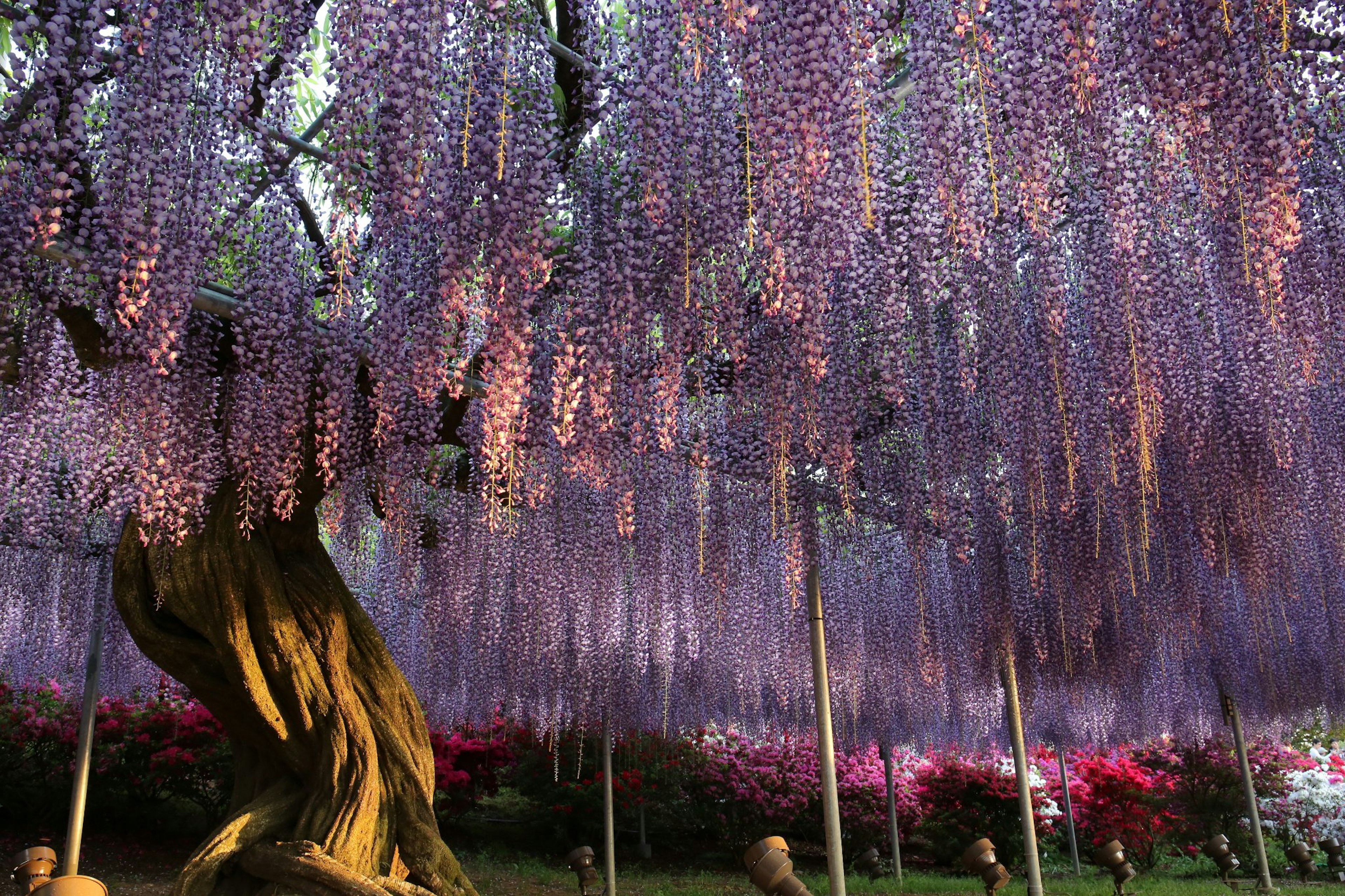 A scene under a tree with hanging purple wisteria flowers