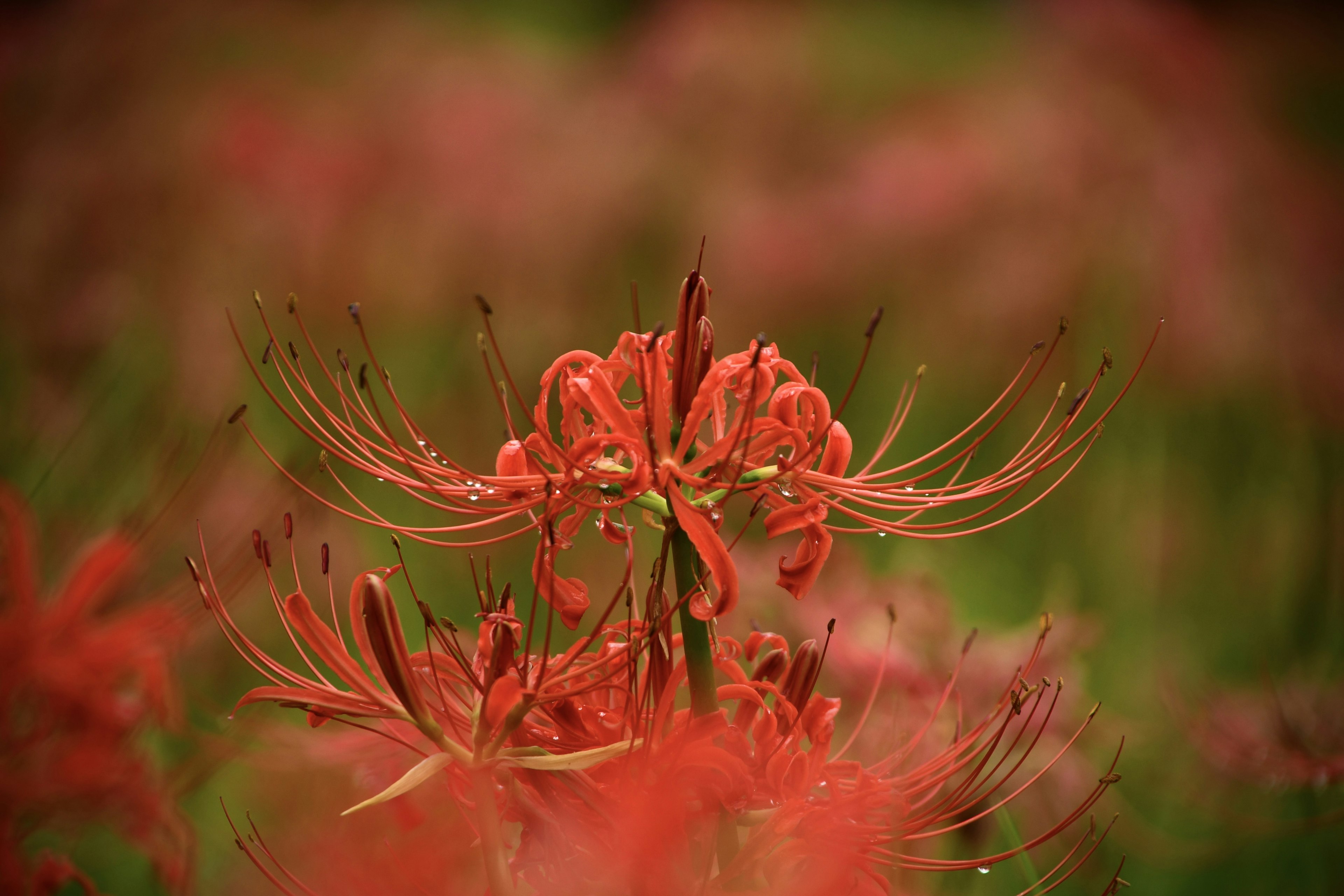 Des lys araignées rouges vifs fleurissant dans un arrière-plan naturel flou vert