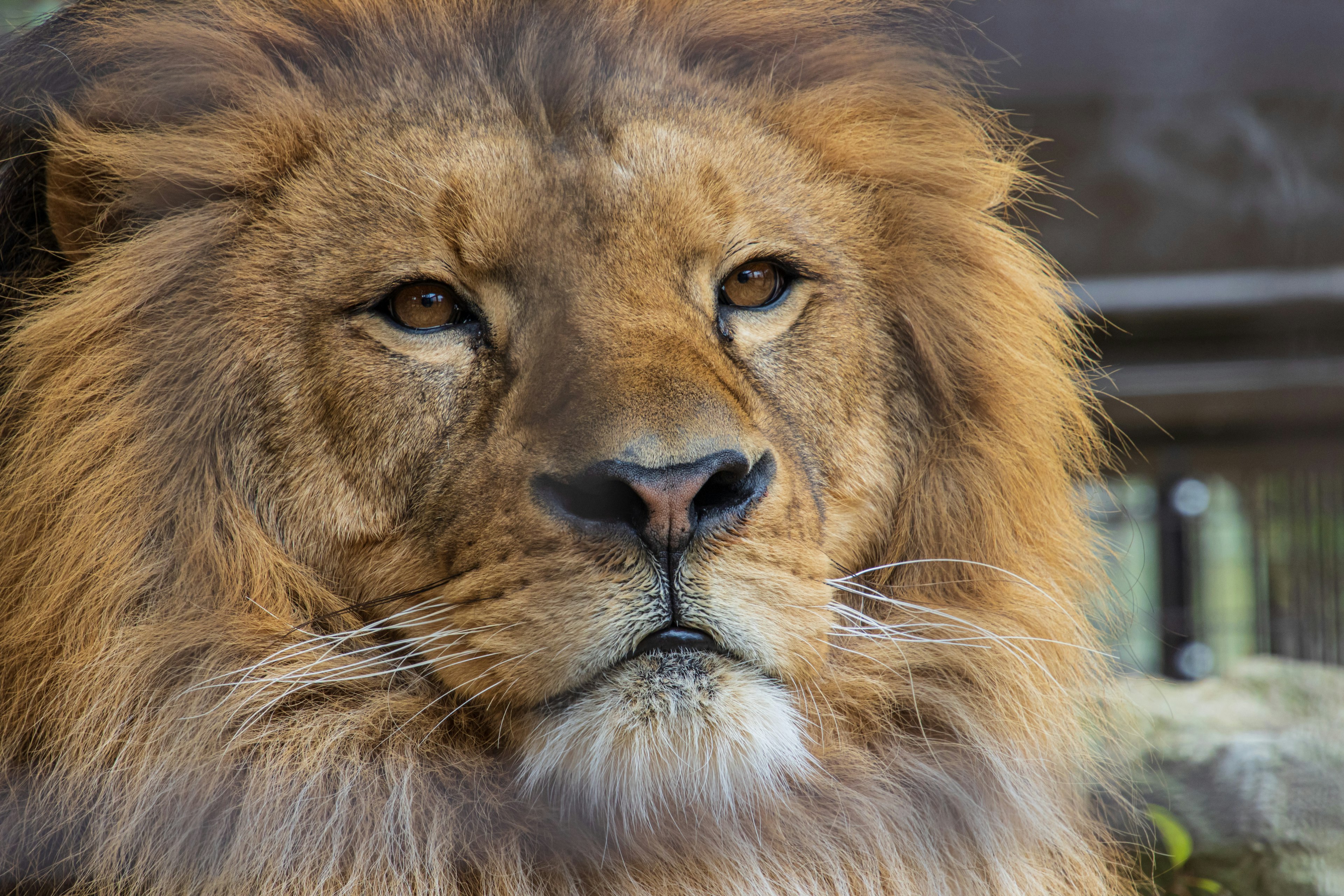 Close-up of a lion's face featuring a thick mane and intense eyes