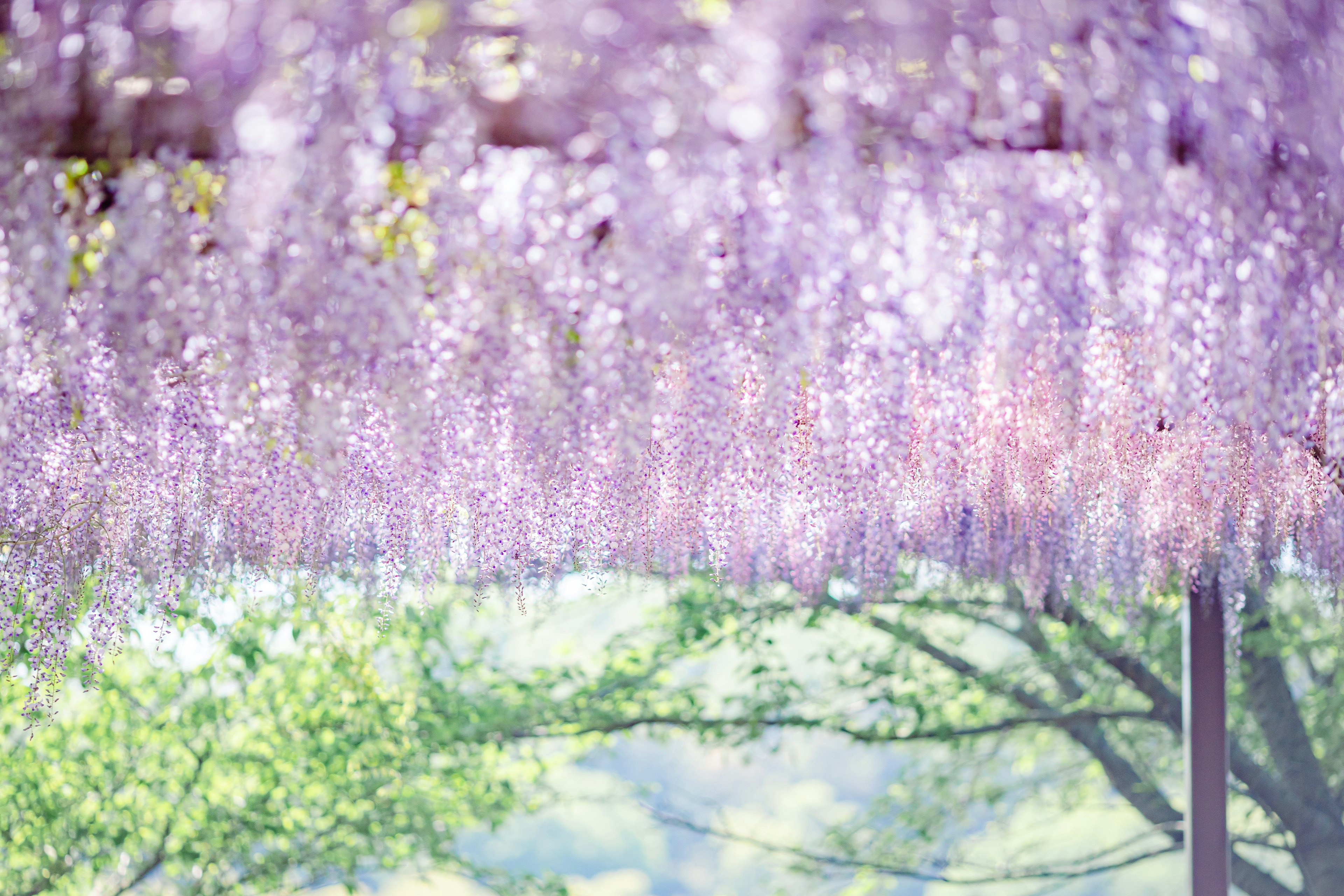 Beautiful scene of hanging purple wisteria flowers