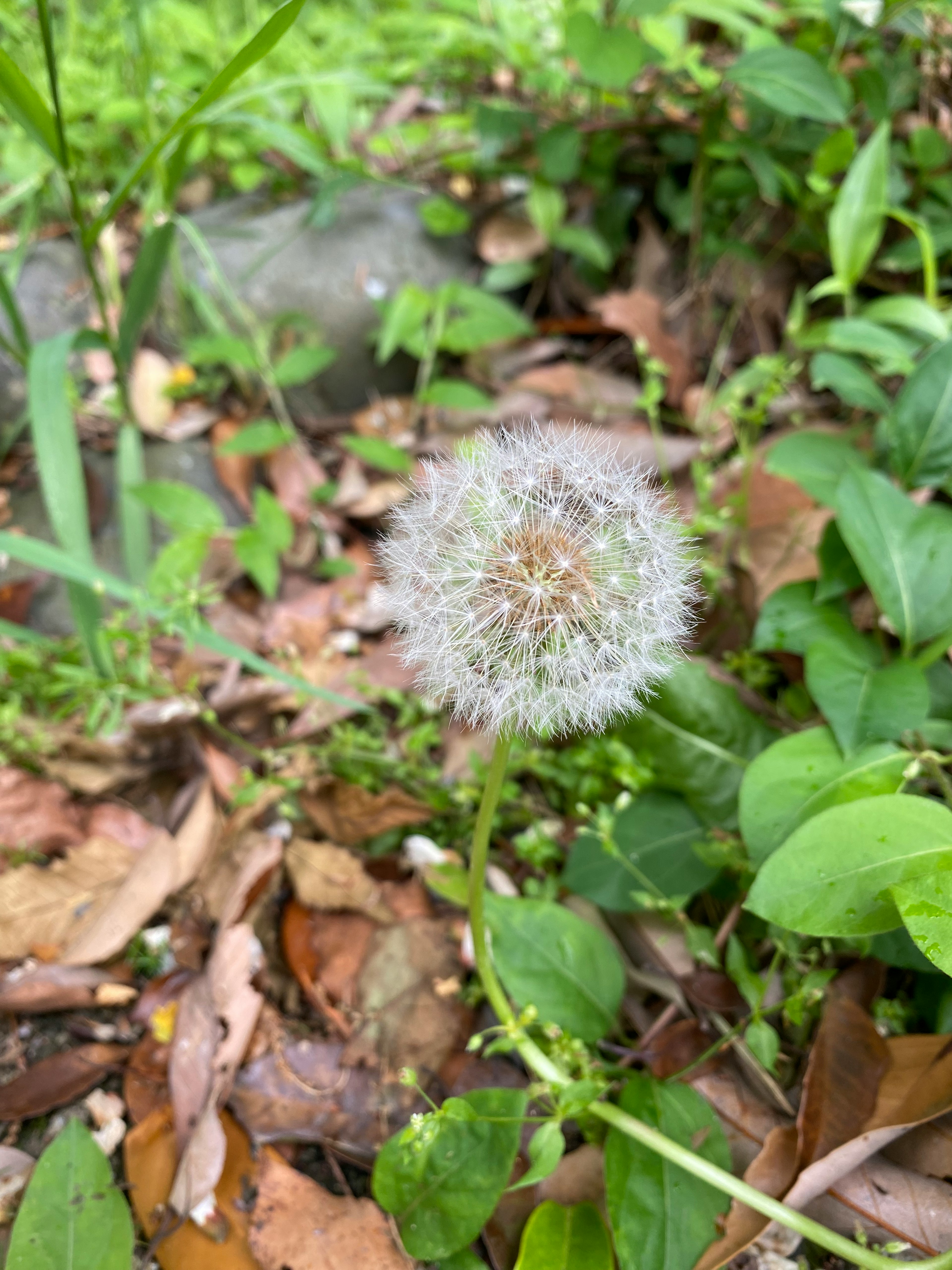 White dandelion puffball surrounded by green leaves on the ground