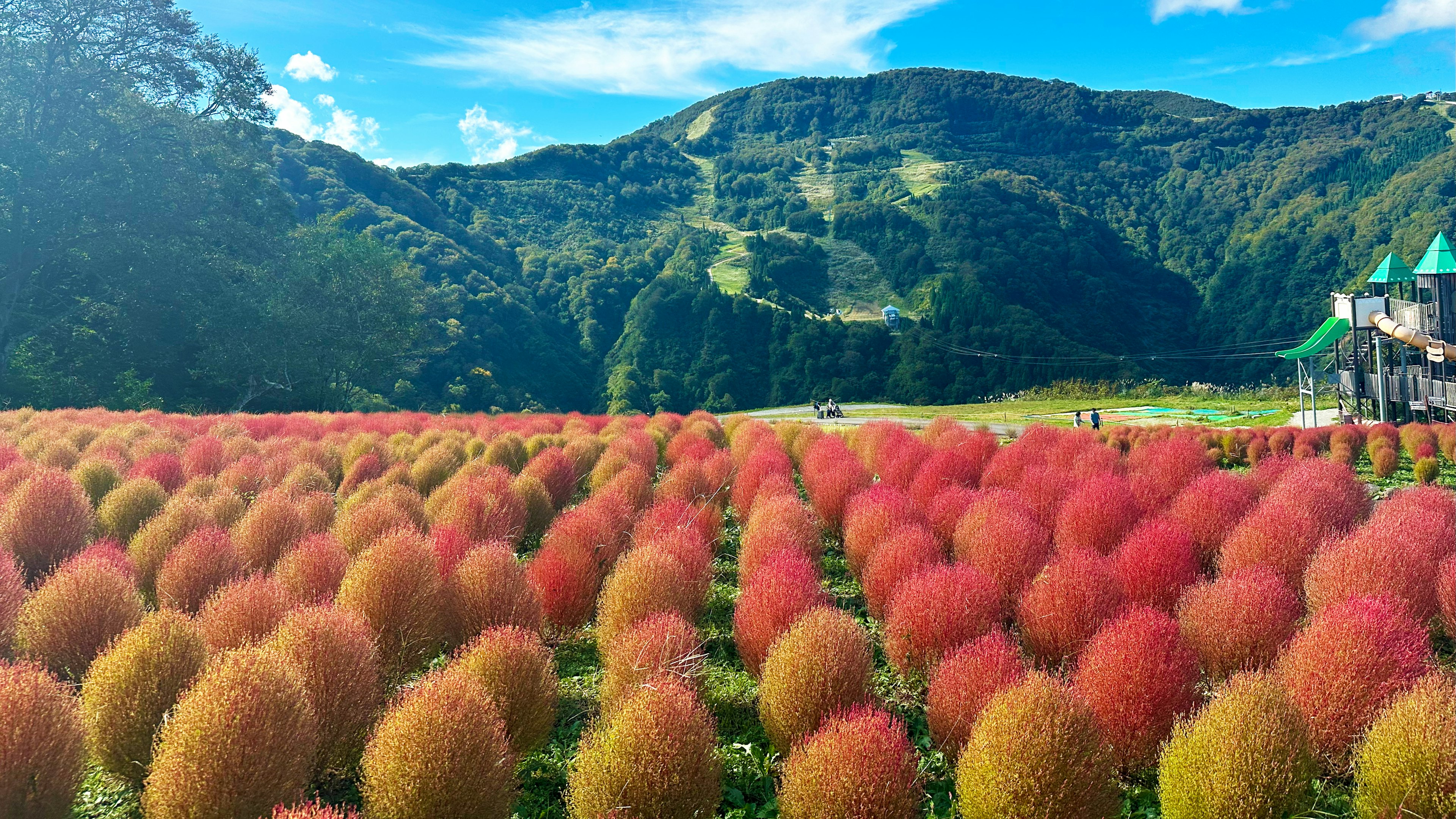 色とりどりのコキアの畑と青空に広がる山々