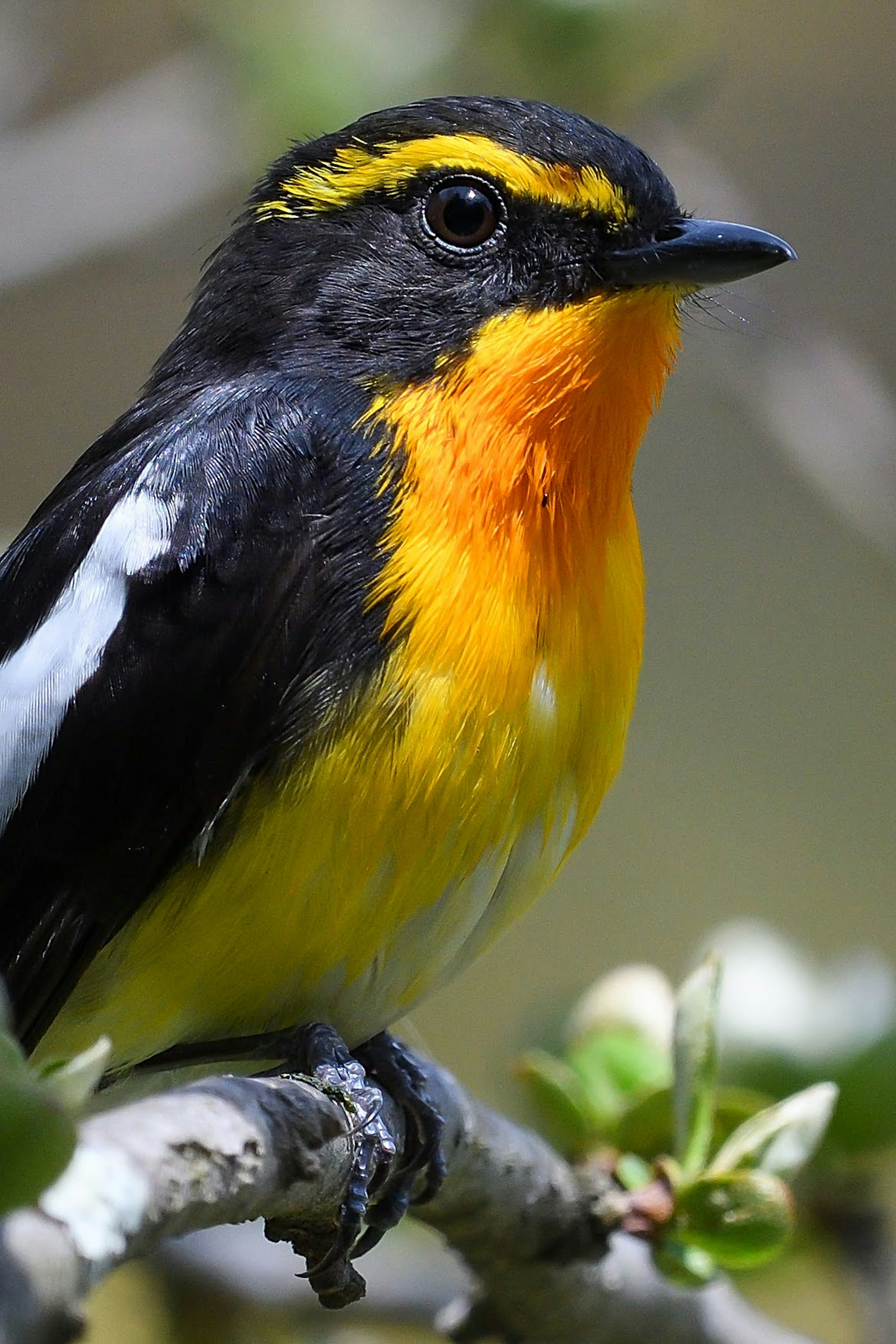 Seekor burung kecil dengan bulu hitam dan oranye cerah bertengger di cabang