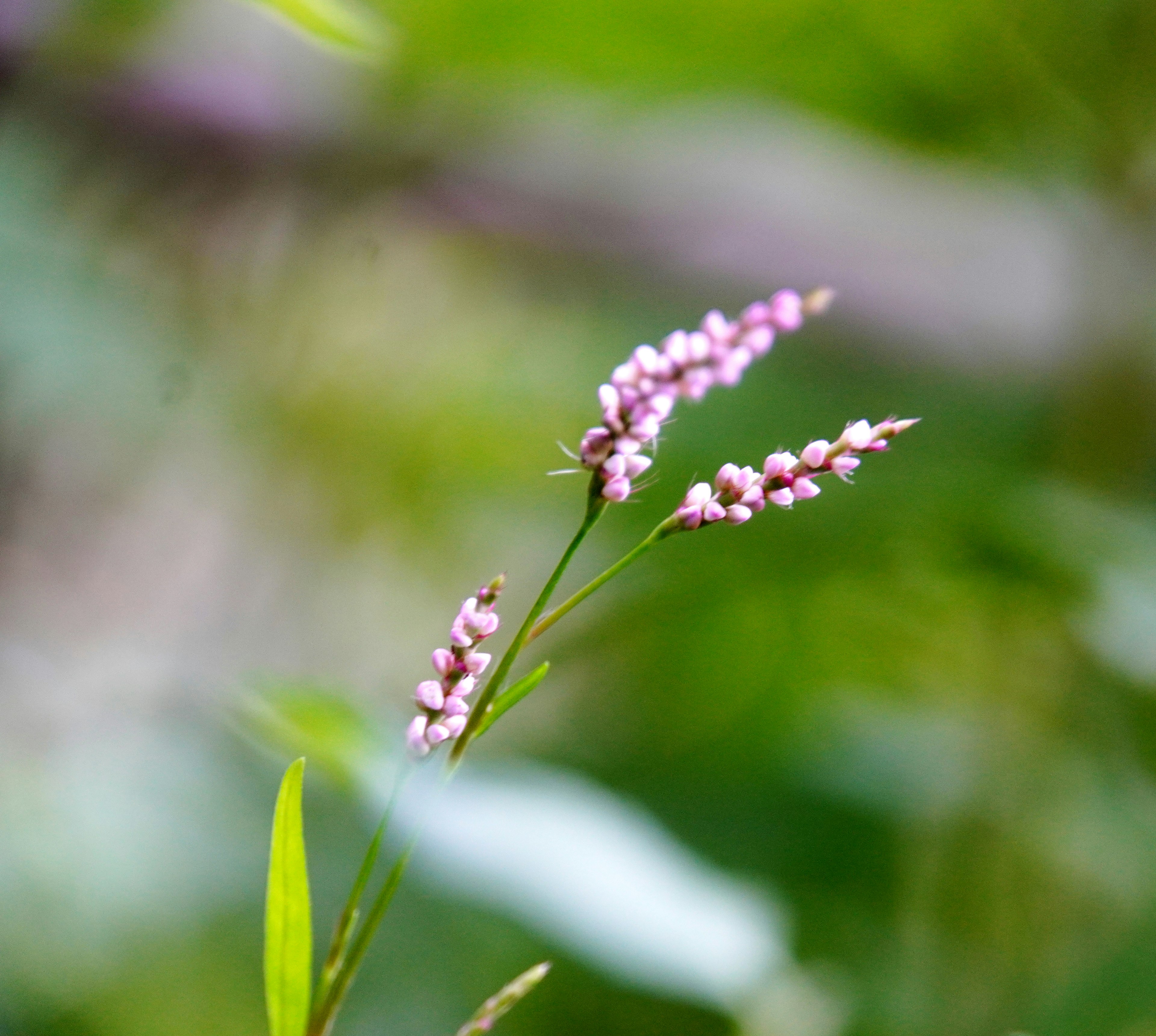 Eine Pflanze mit kleinen rosa Blüten vor grünem Hintergrund