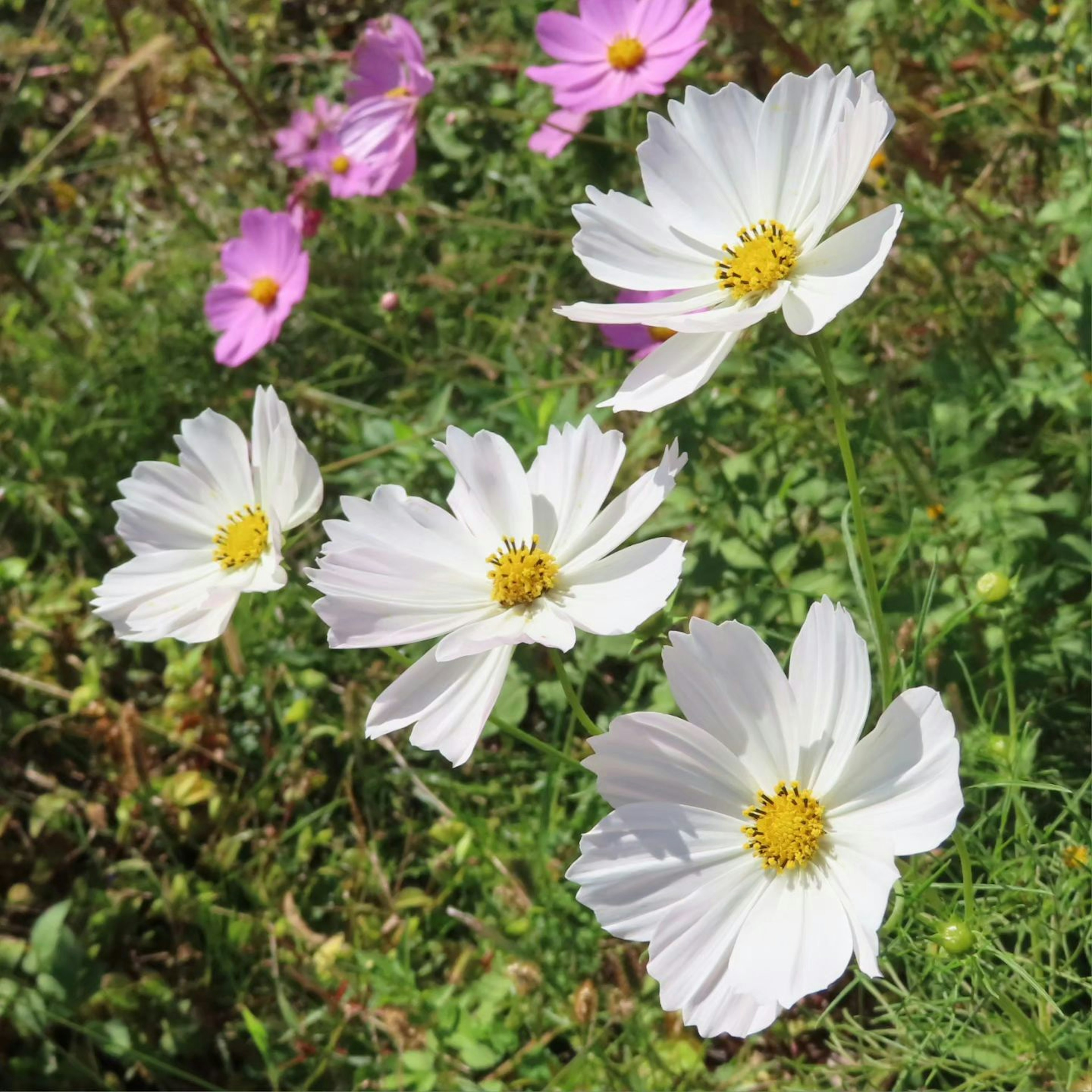 Fleurs blanches avec des centres jaunes et fleurs roses sur fond vert