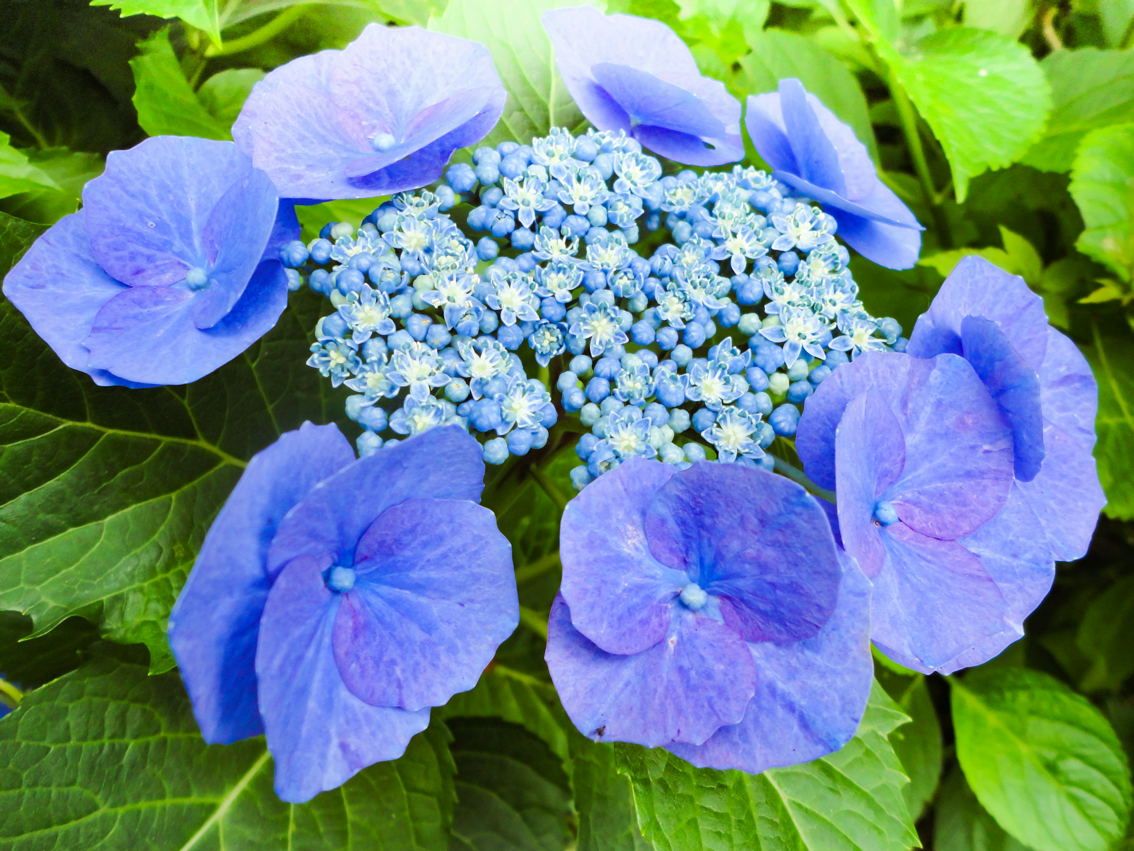 Fleurs d'hortensia bleues entourées de feuilles vertes