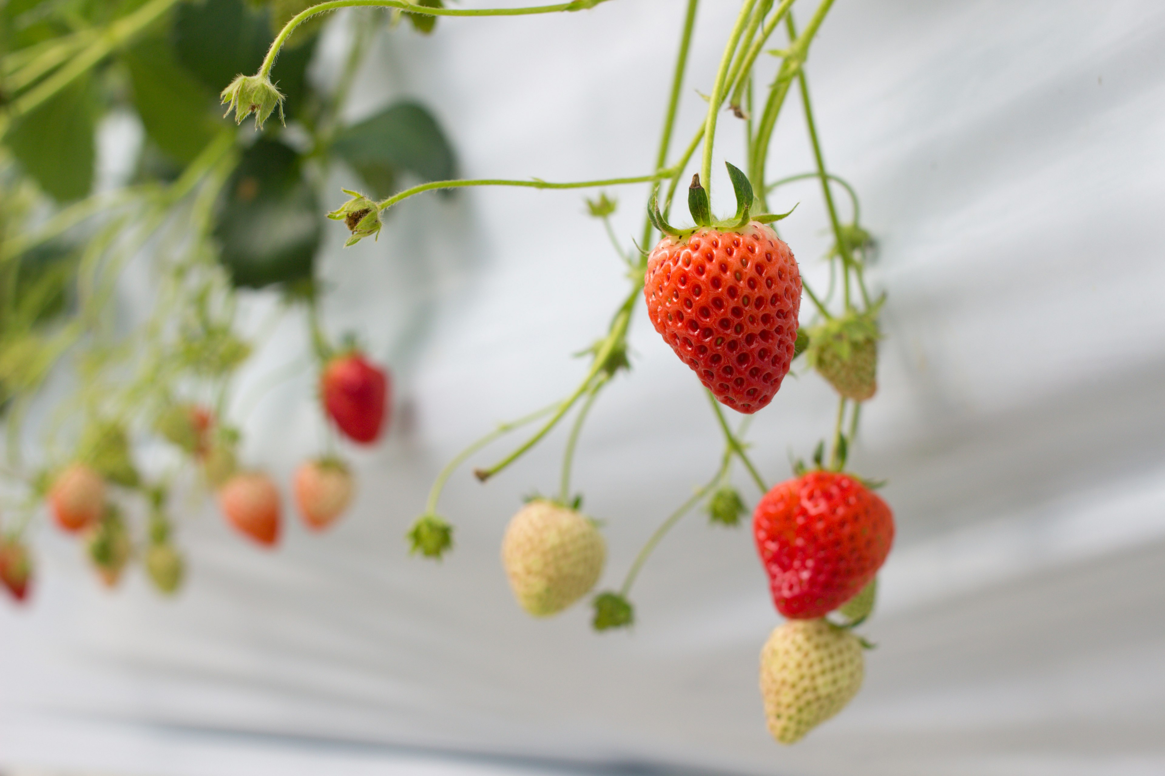 Fragole rosse appese su uno sfondo bianco