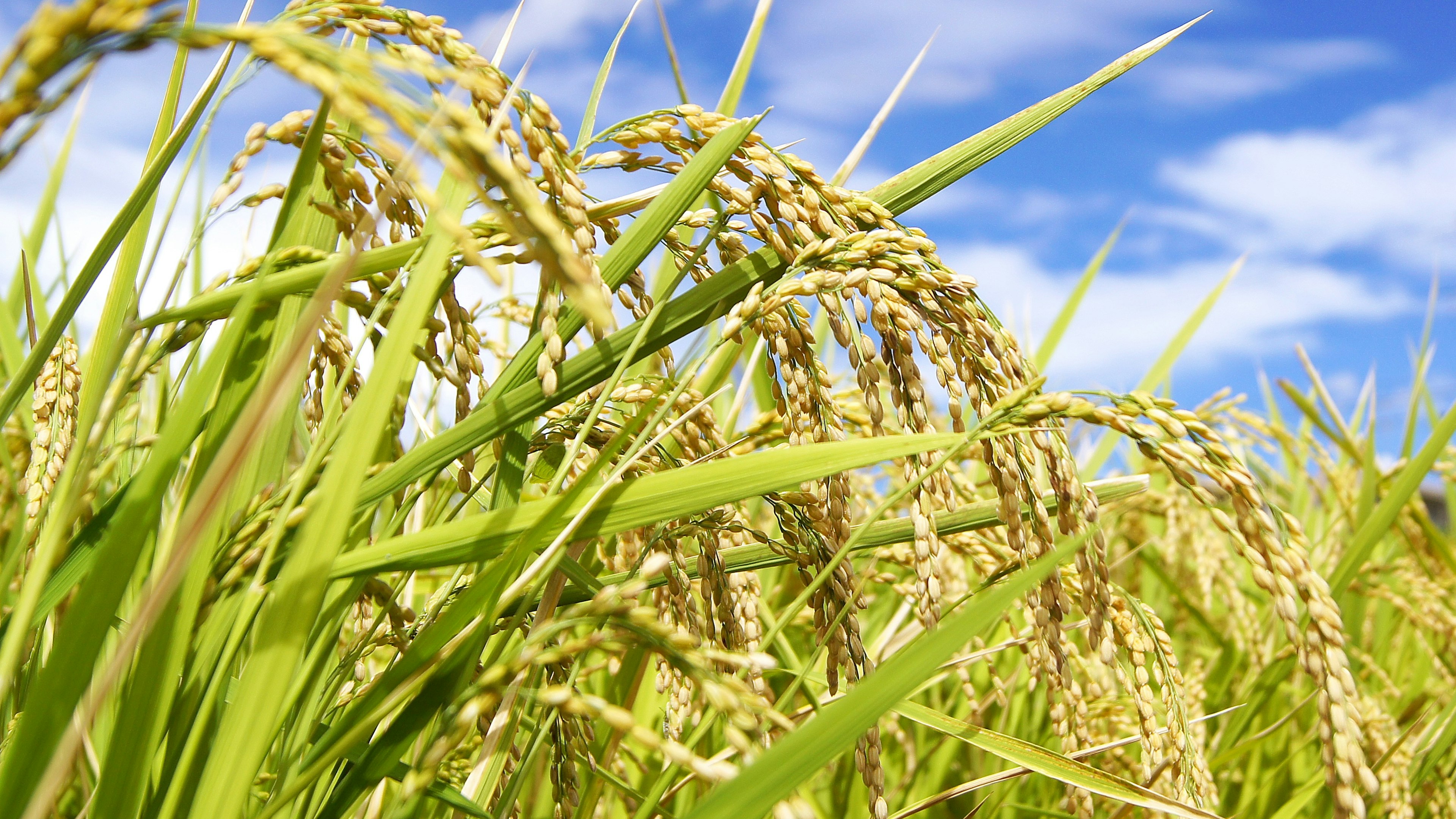 Gros plan de grains de riz poussant sous un ciel bleu