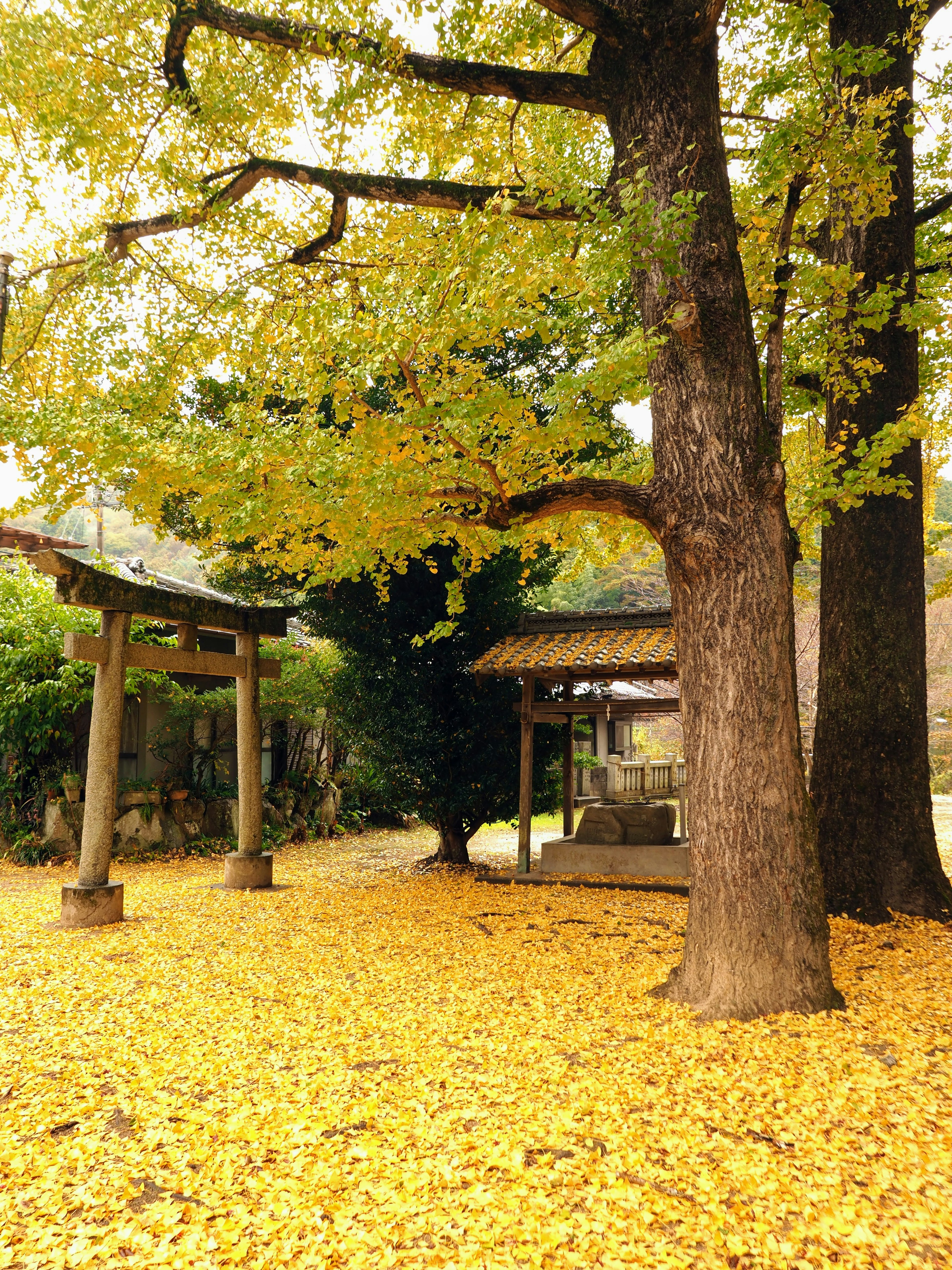 Scenic view of a shrine with yellow ginkgo leaves covering the ground