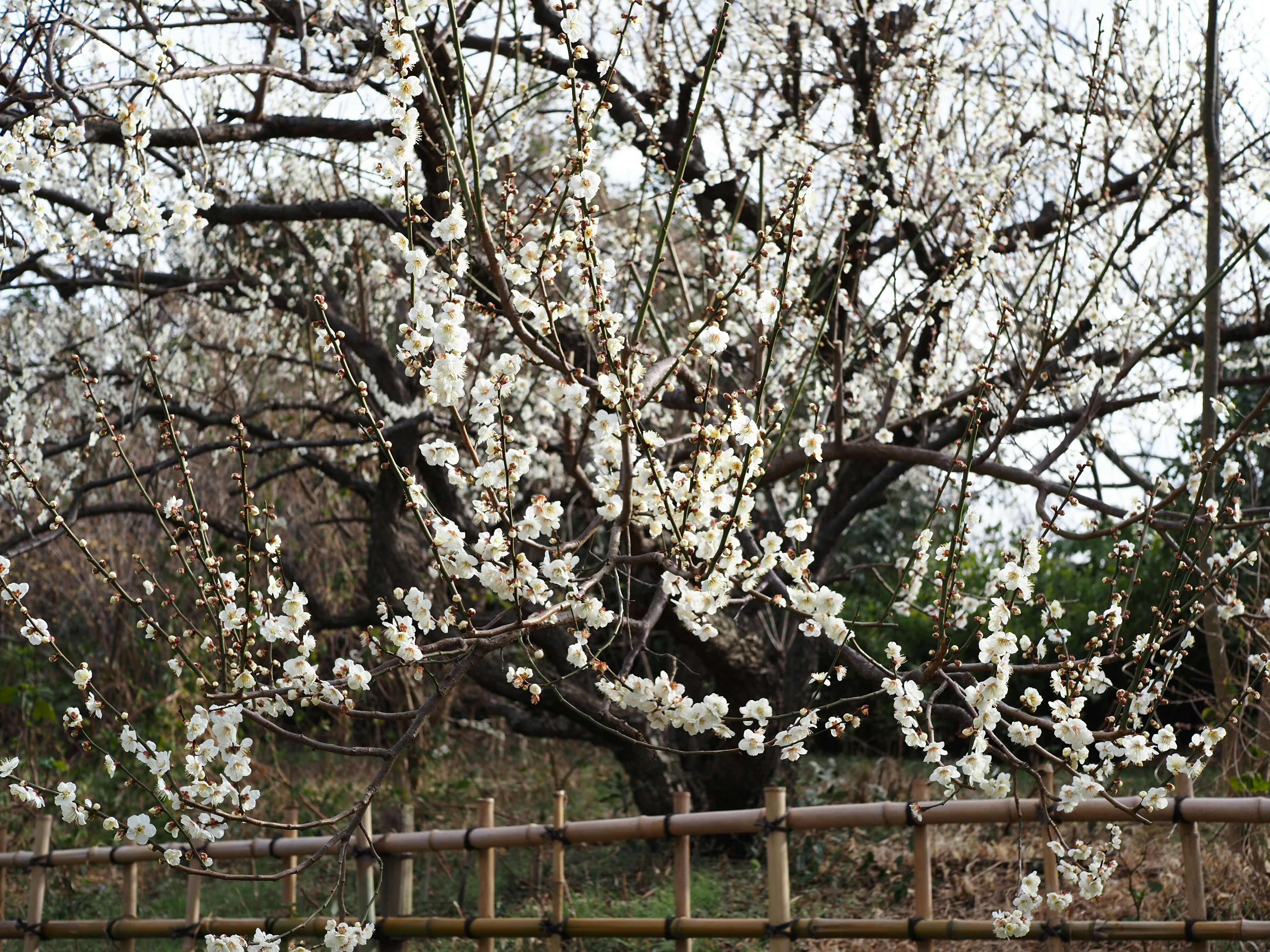 A blooming plum tree with white flowers and a bamboo fence