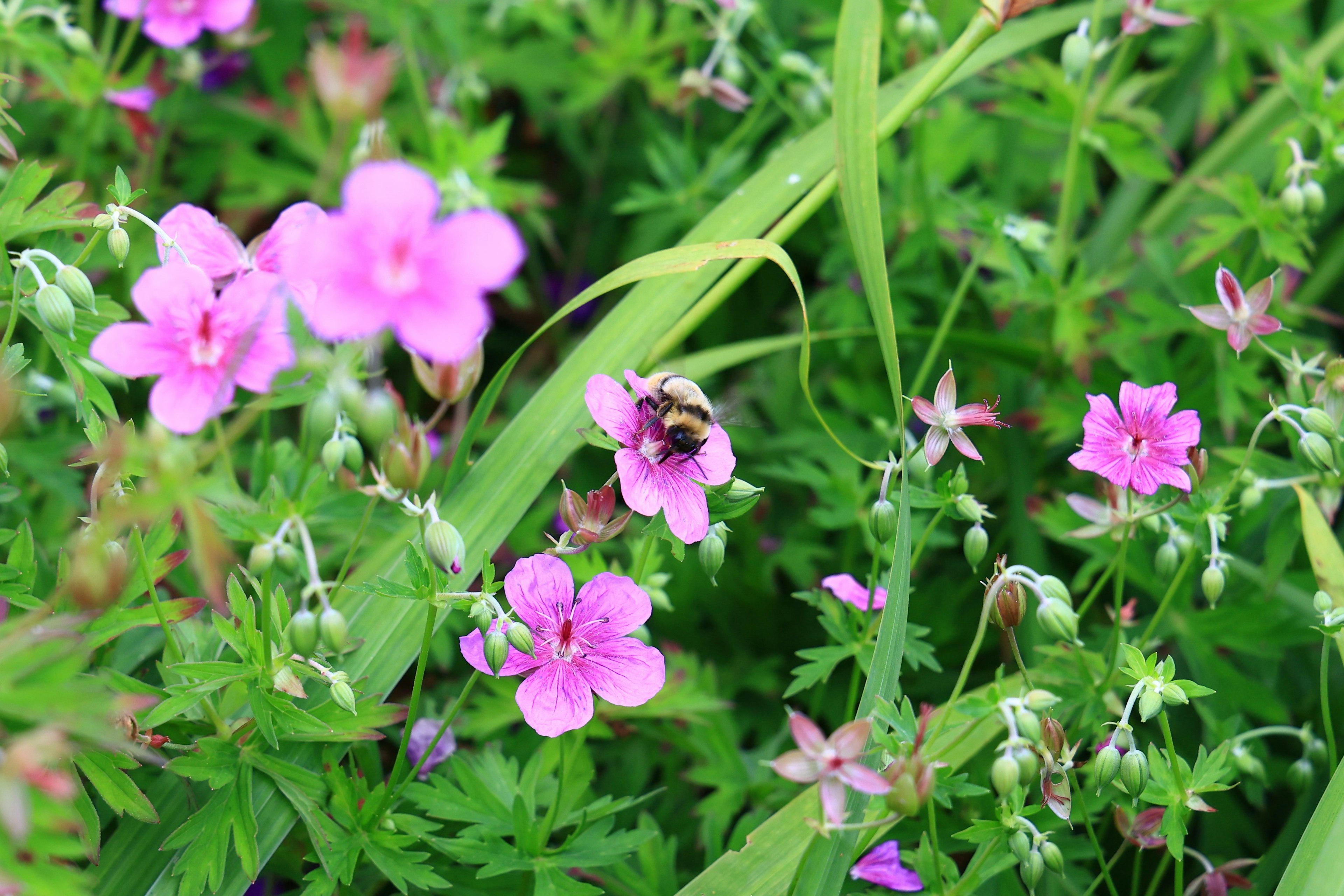 緑の葉とピンクの花に囲まれたミツバチ