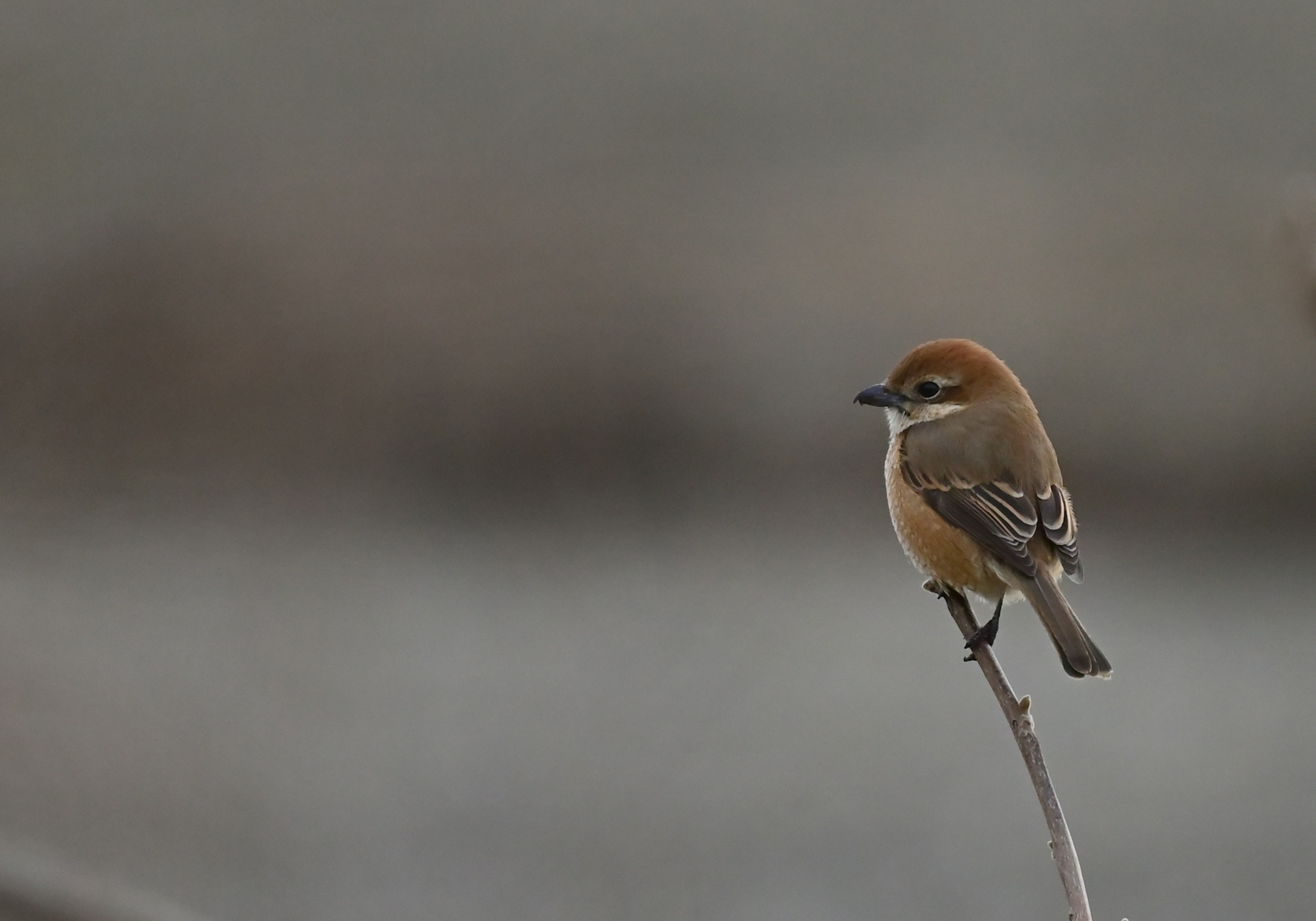 Ein kleiner Vogel sitzt auf einem Ast mit verschwommenem Hintergrund