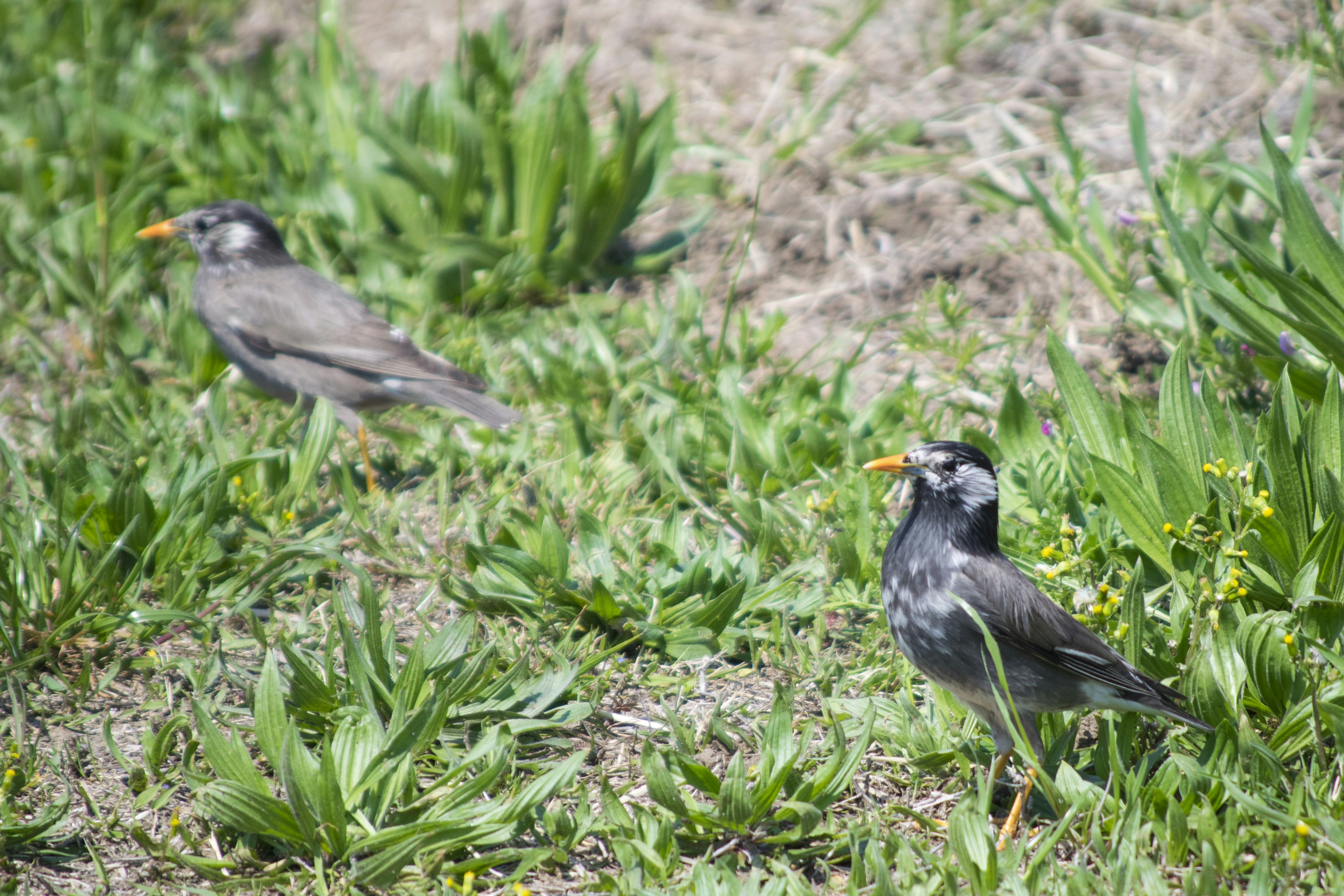 Two small birds standing among green grass