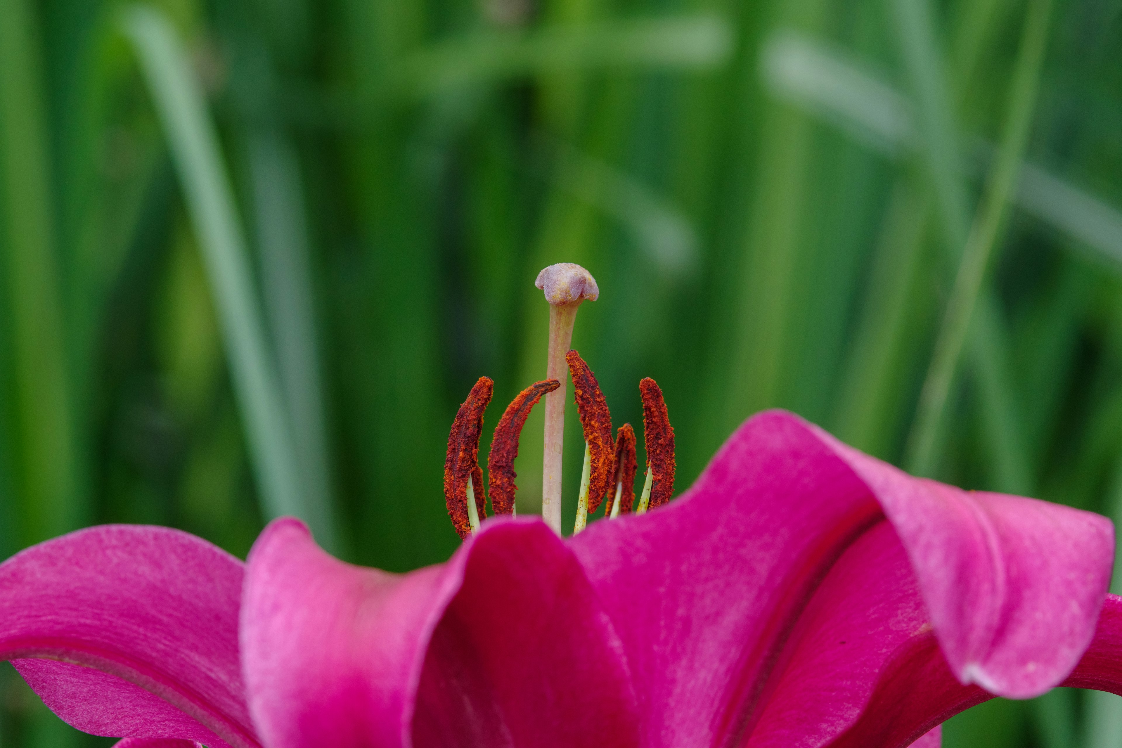 鮮やかなピンクのユリの花の中心部で、雄しべと雌しべが見える