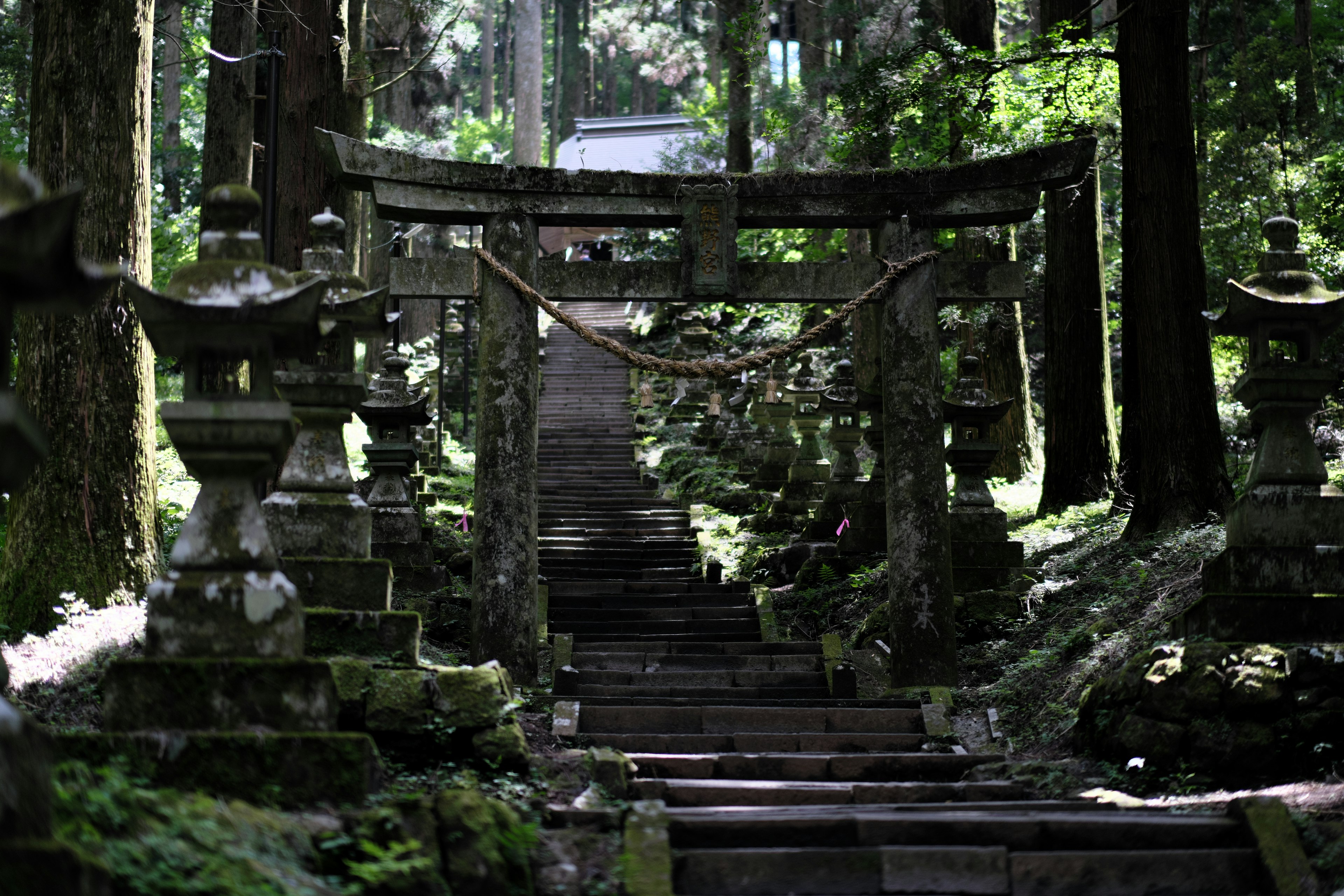 Ancient stone steps and torii gate in a lush green forest