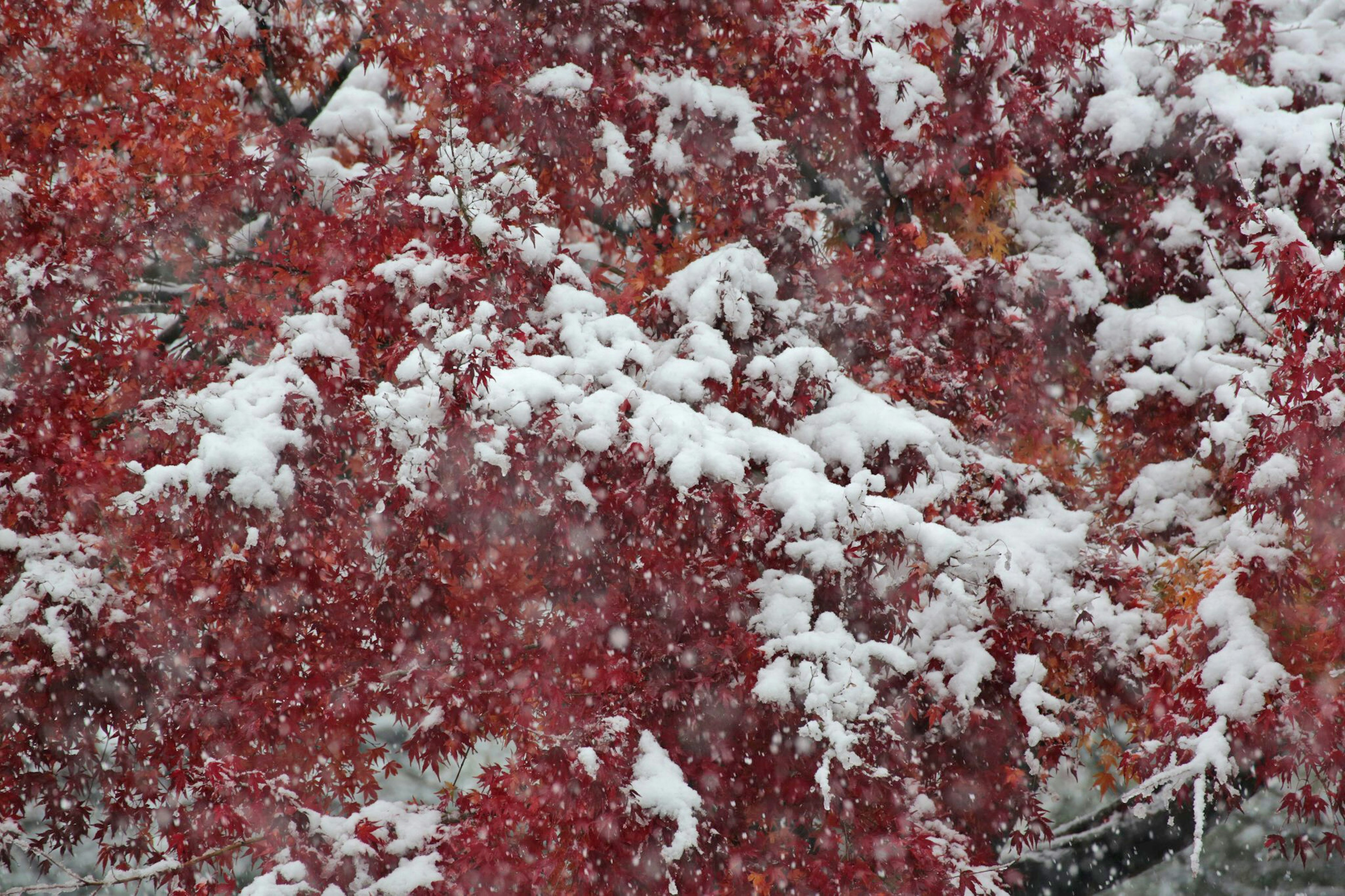 冬季景象，紅葉和覆蓋著雪的樹枝