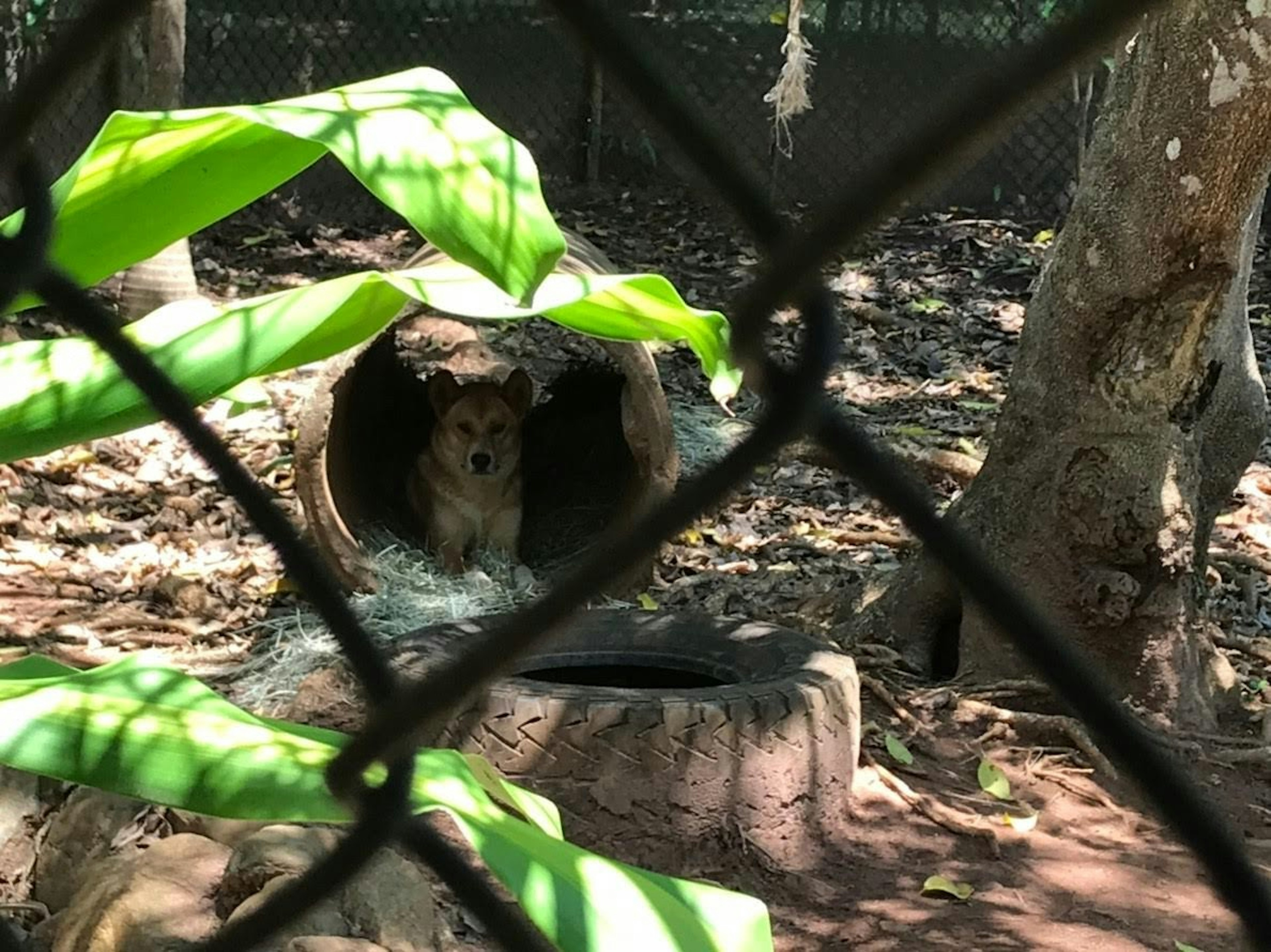 Un jeune lion dans une tanière avec des feuilles vertes autour