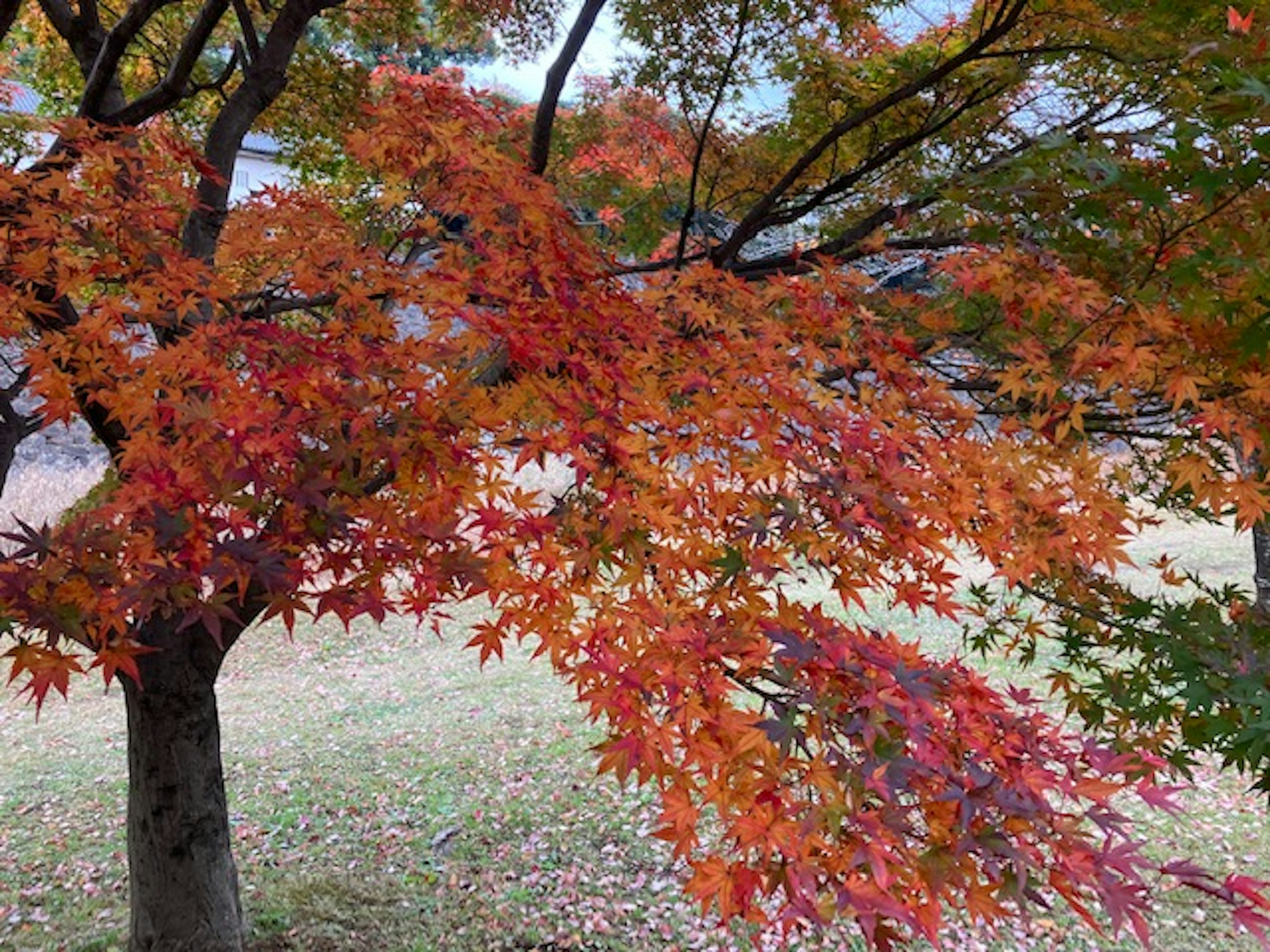 Hojas de otoño vibrantes en una rama de árbol