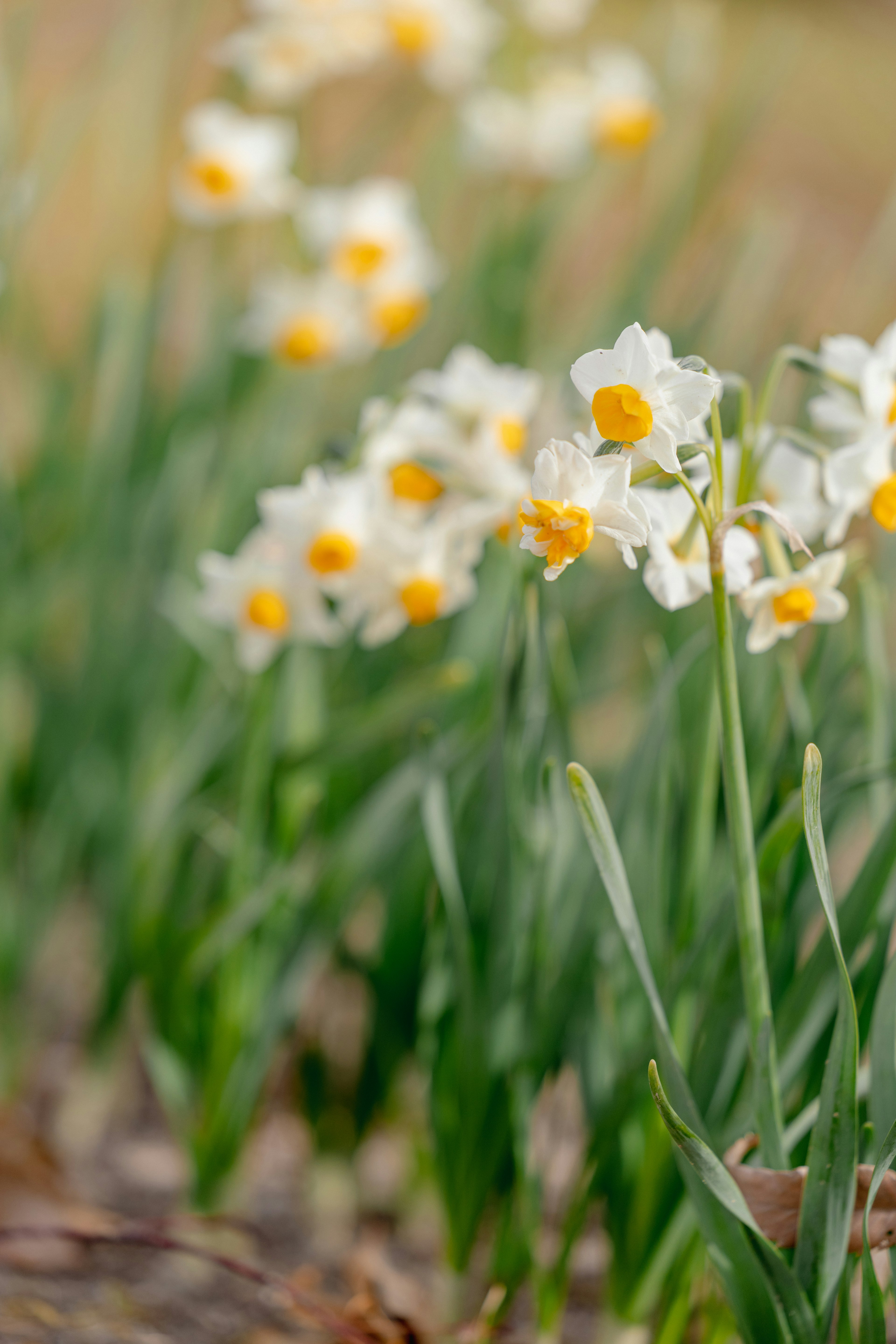 A cluster of white daffodils with yellow centers blooming among green leaves