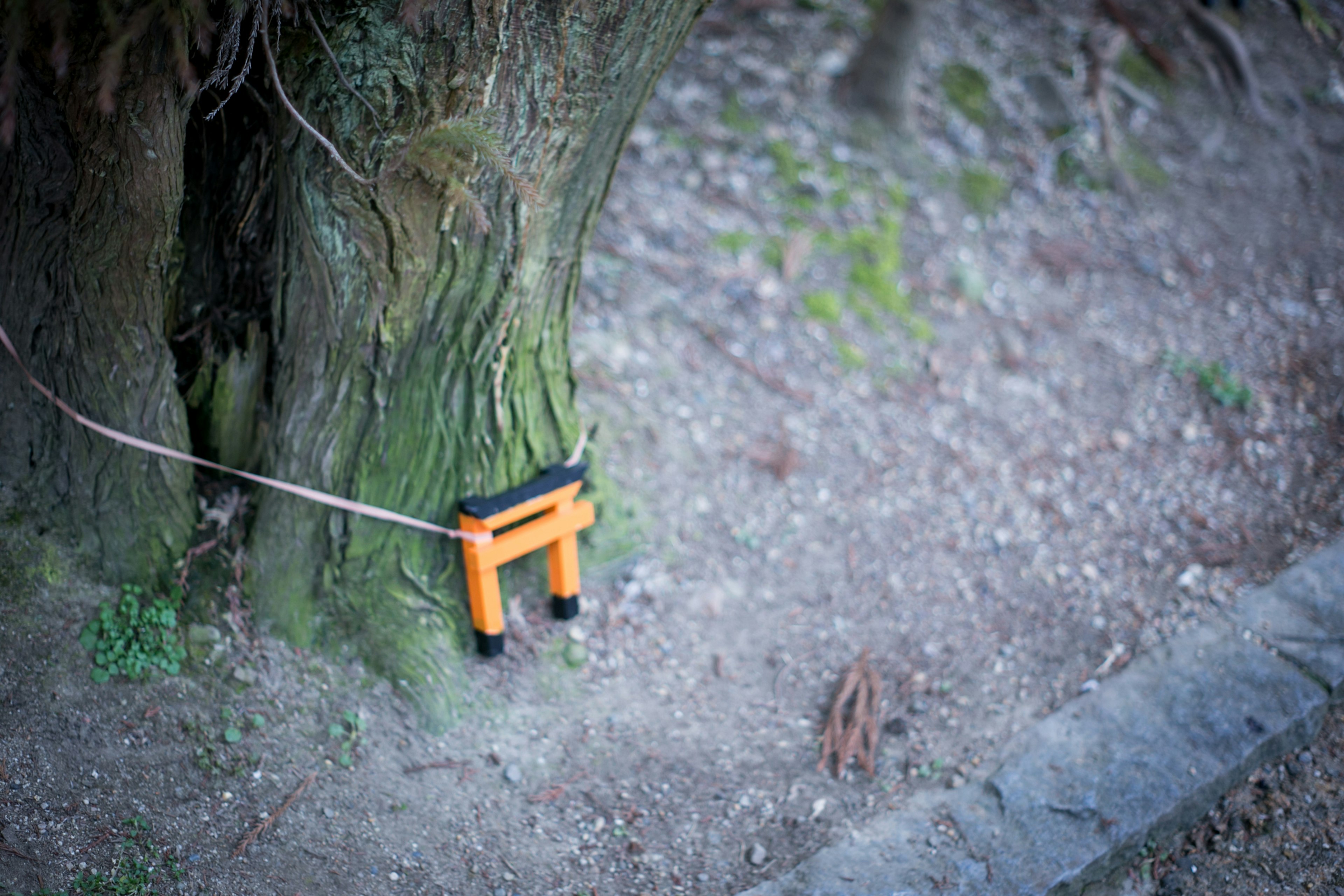 Oggetto a forma di torii arancione attaccato a un tronco d'albero