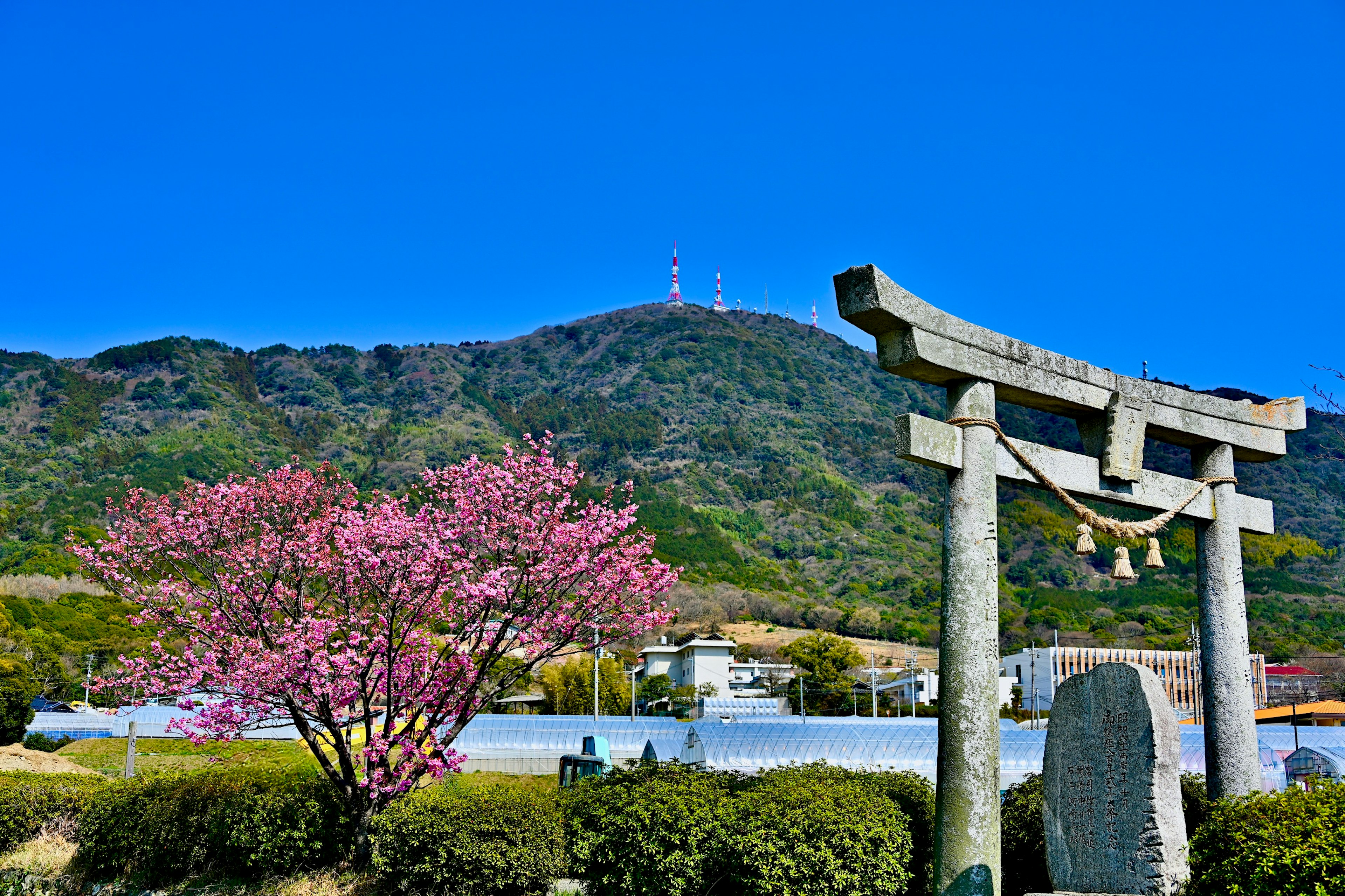 桜の木と鳥居がある風景 山と青空の背景