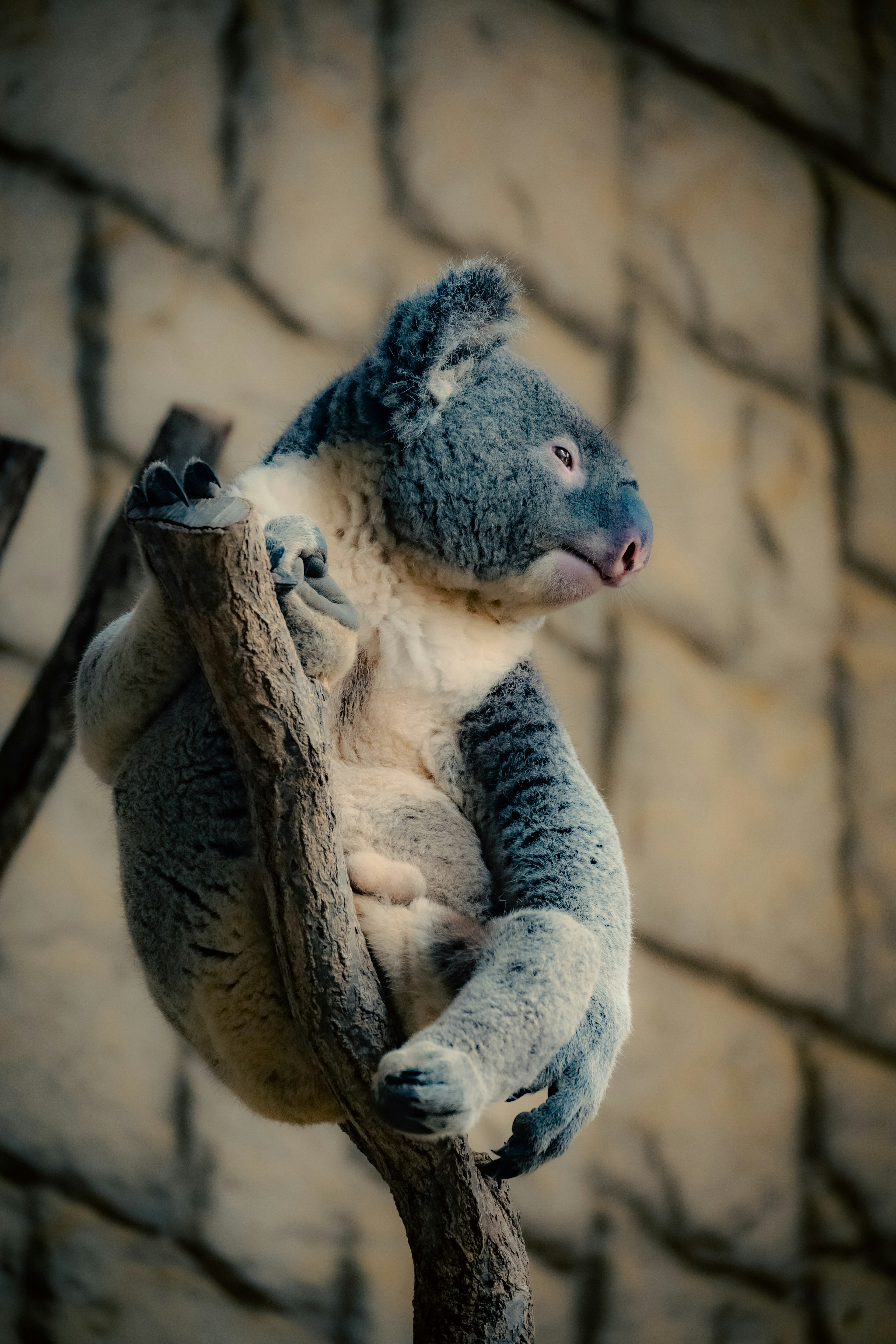 Close-up photo of a koala sitting on a tree branch