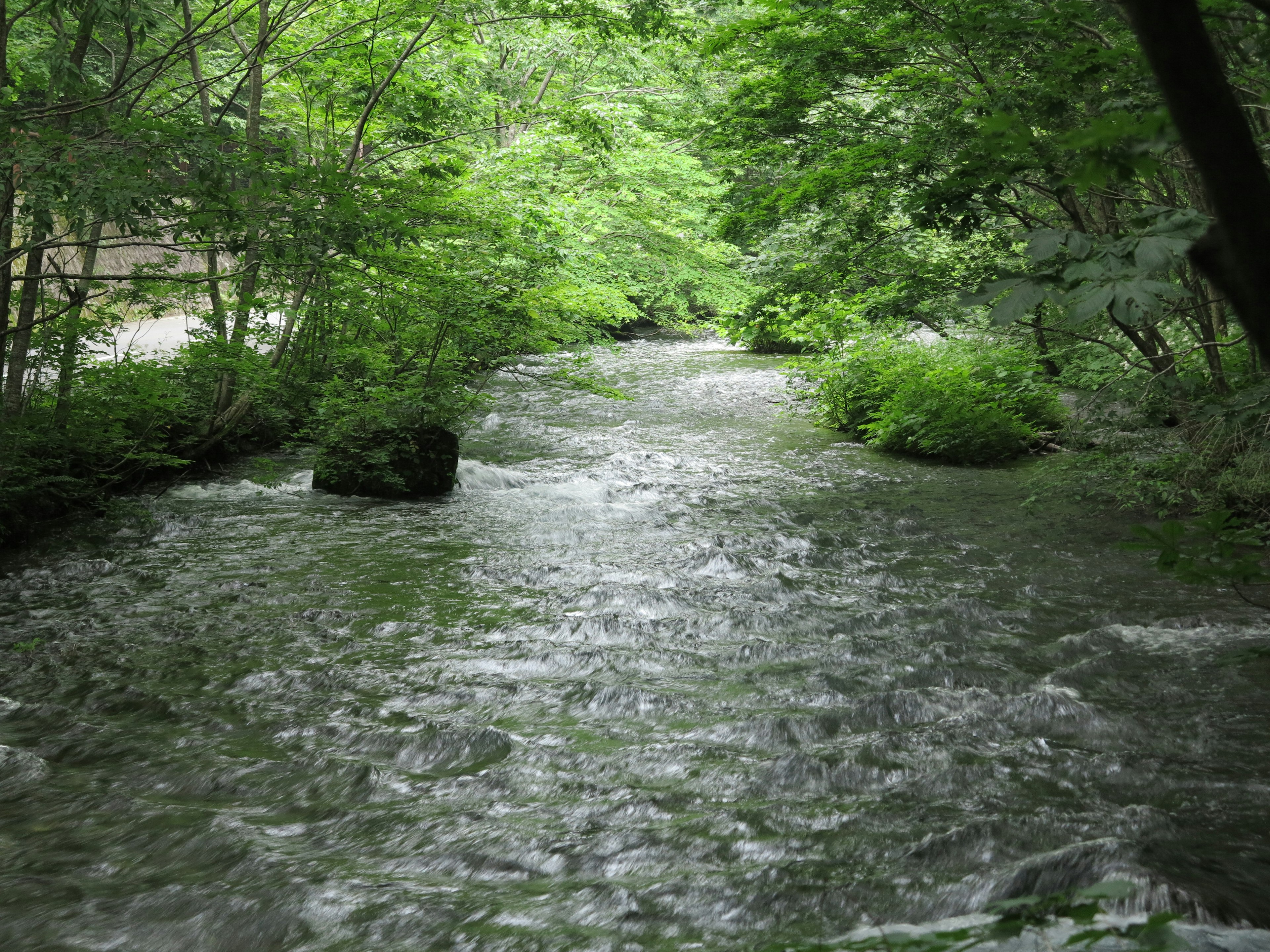 A flowing river surrounded by lush green trees