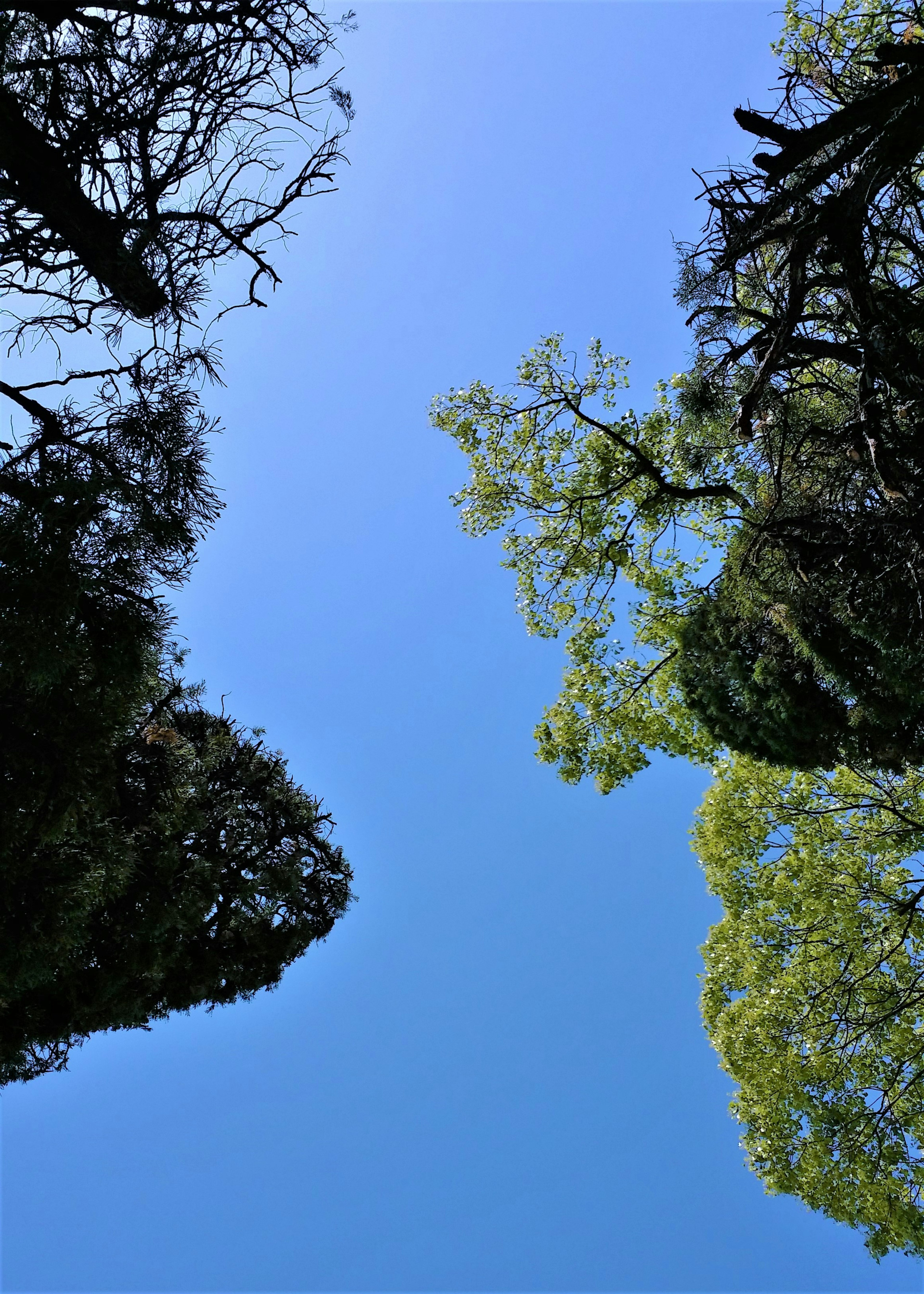 Vista del cielo azul enmarcado por árboles verdes desde abajo