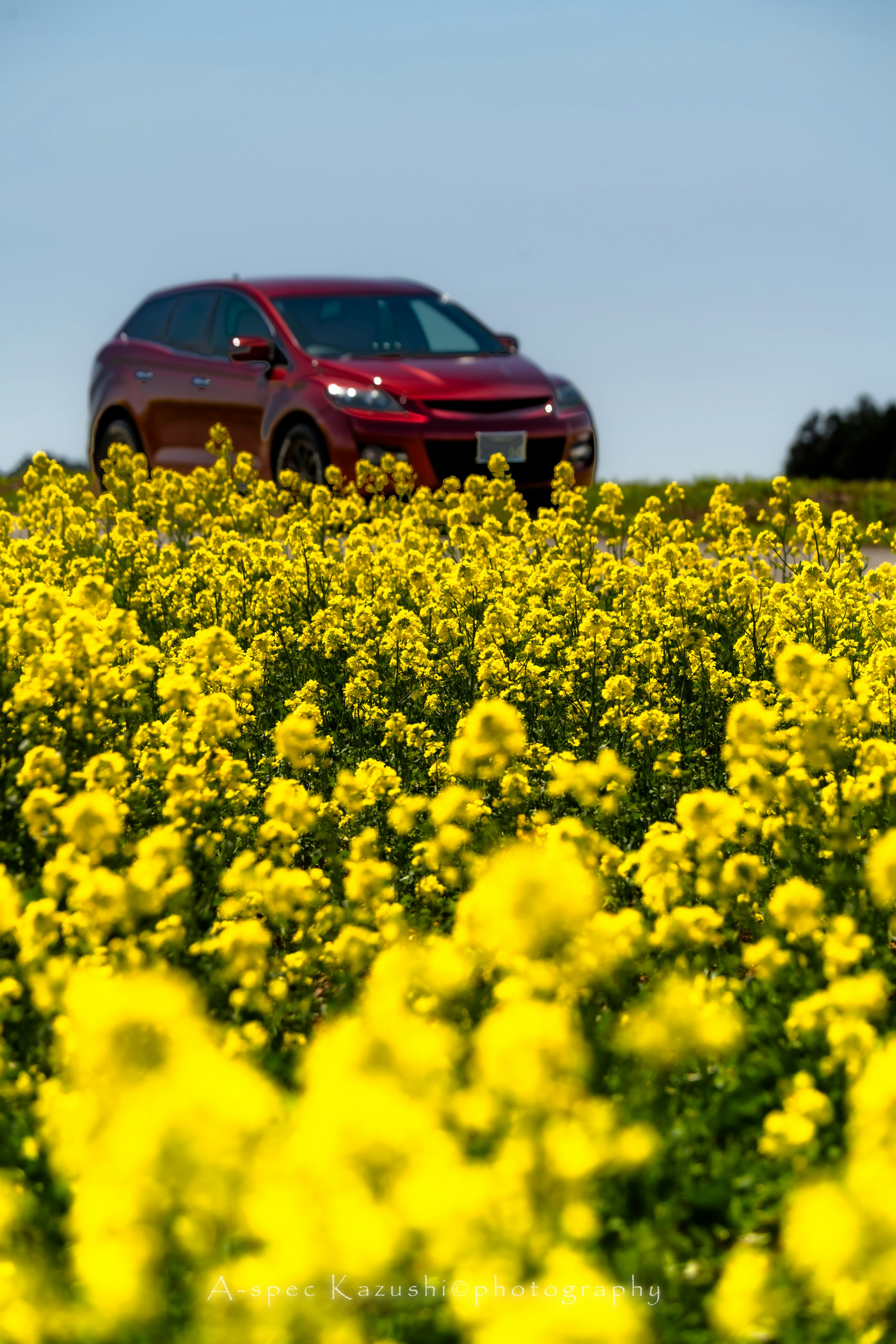 Mobil merah di ladang bunga kuning