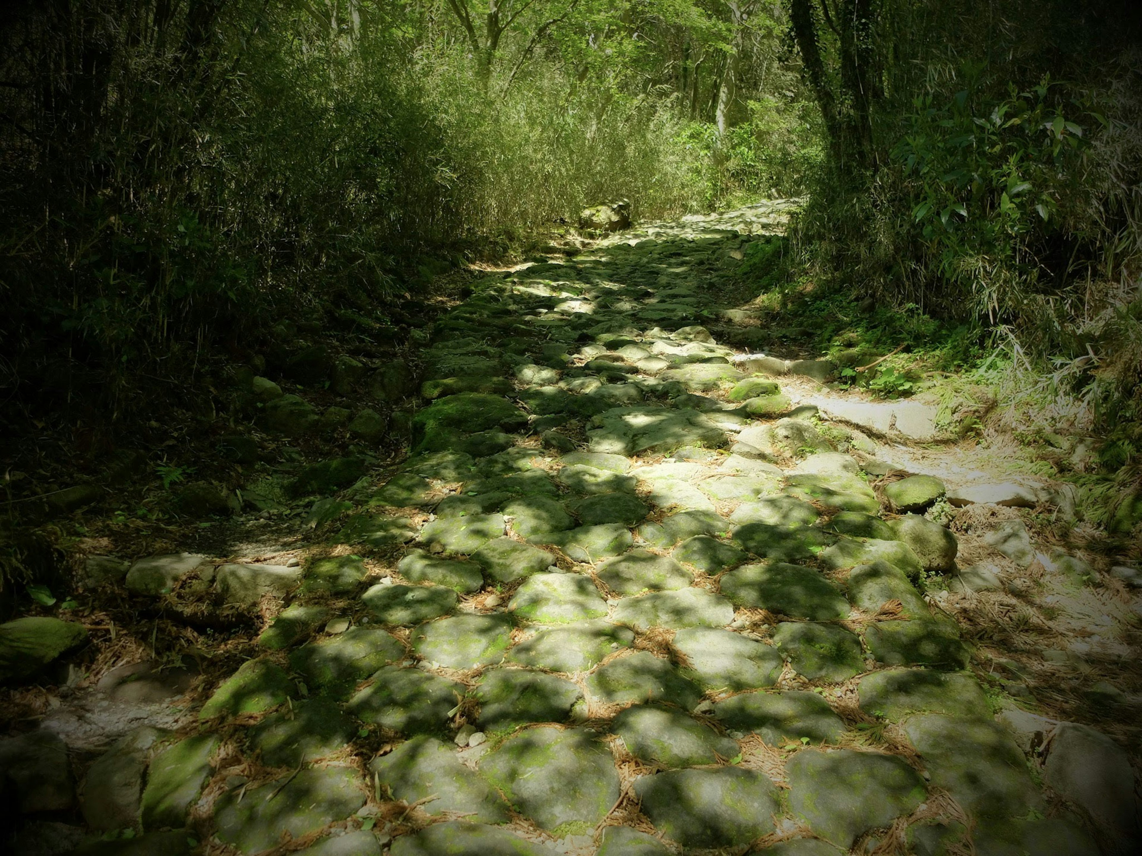 Ruhiger Weg mit grünen Pflanzen und Schatten