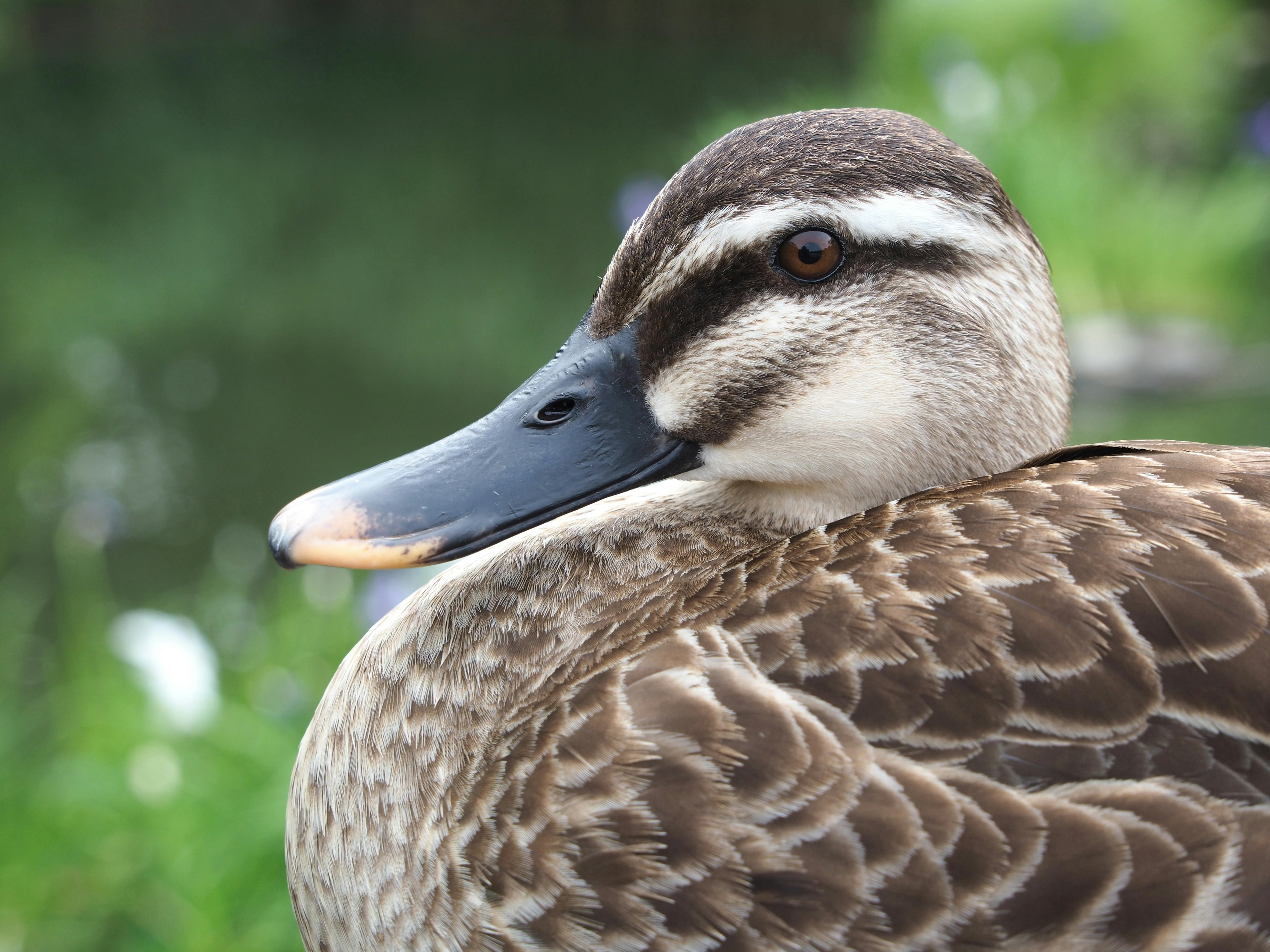 Nahaufnahme einer Ente mit markanten Federmustern robuster blauer Schnabel und sanften Ausdruck grüne Natur im Hintergrund