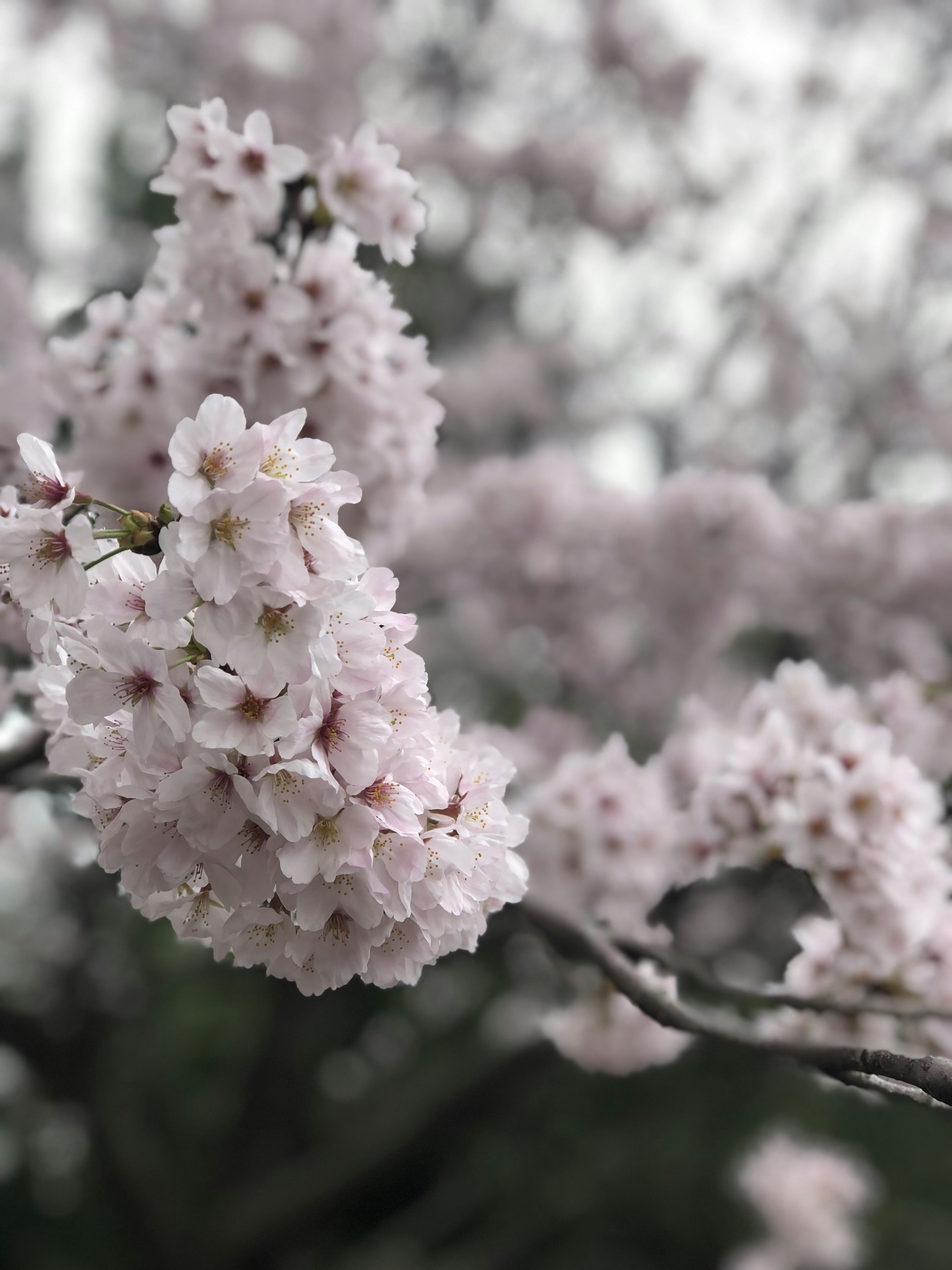 Kedekatan bunga sakura di cabang