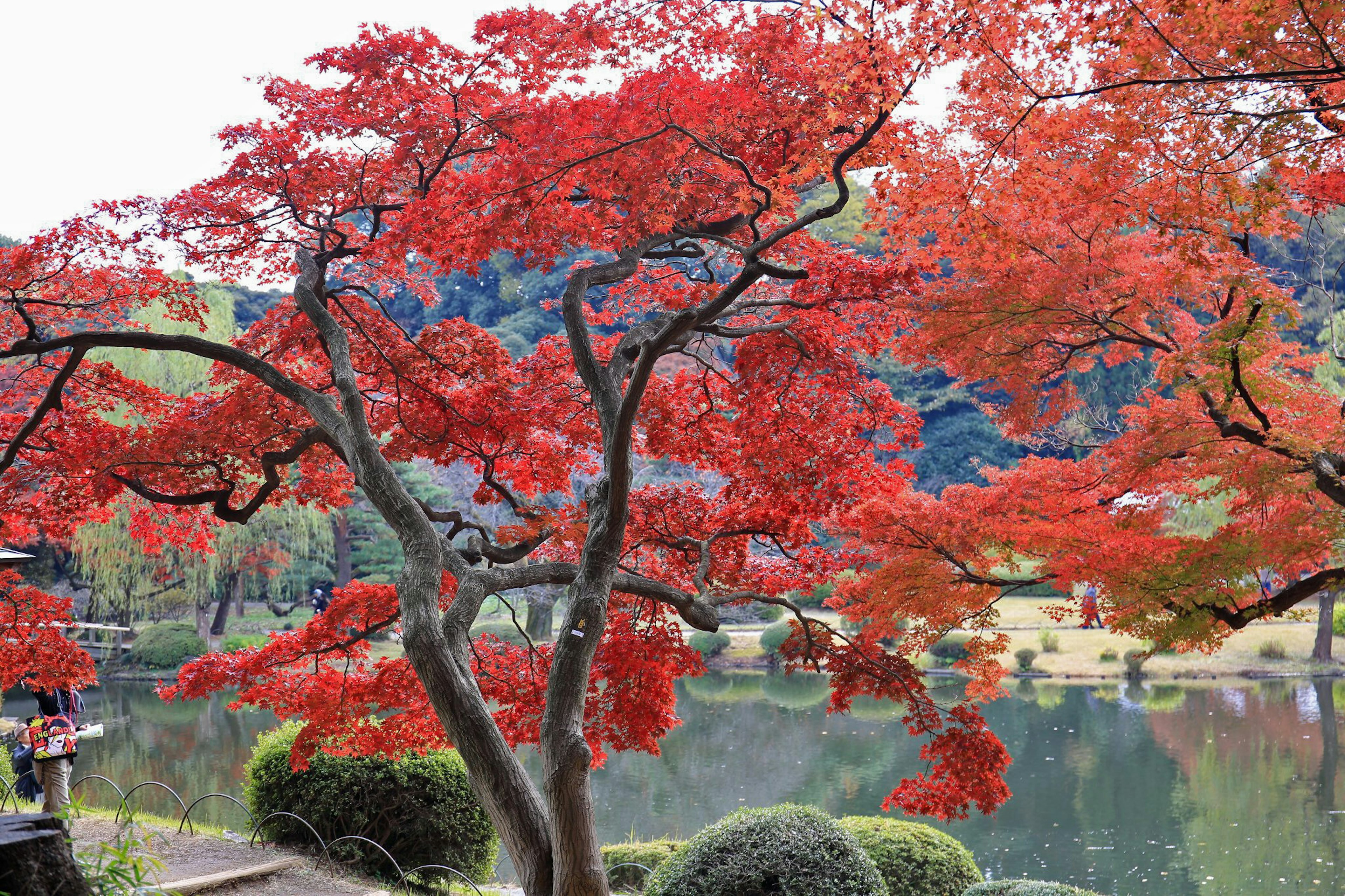 Alberi di acero rossi vivaci vicino a un lago sereno