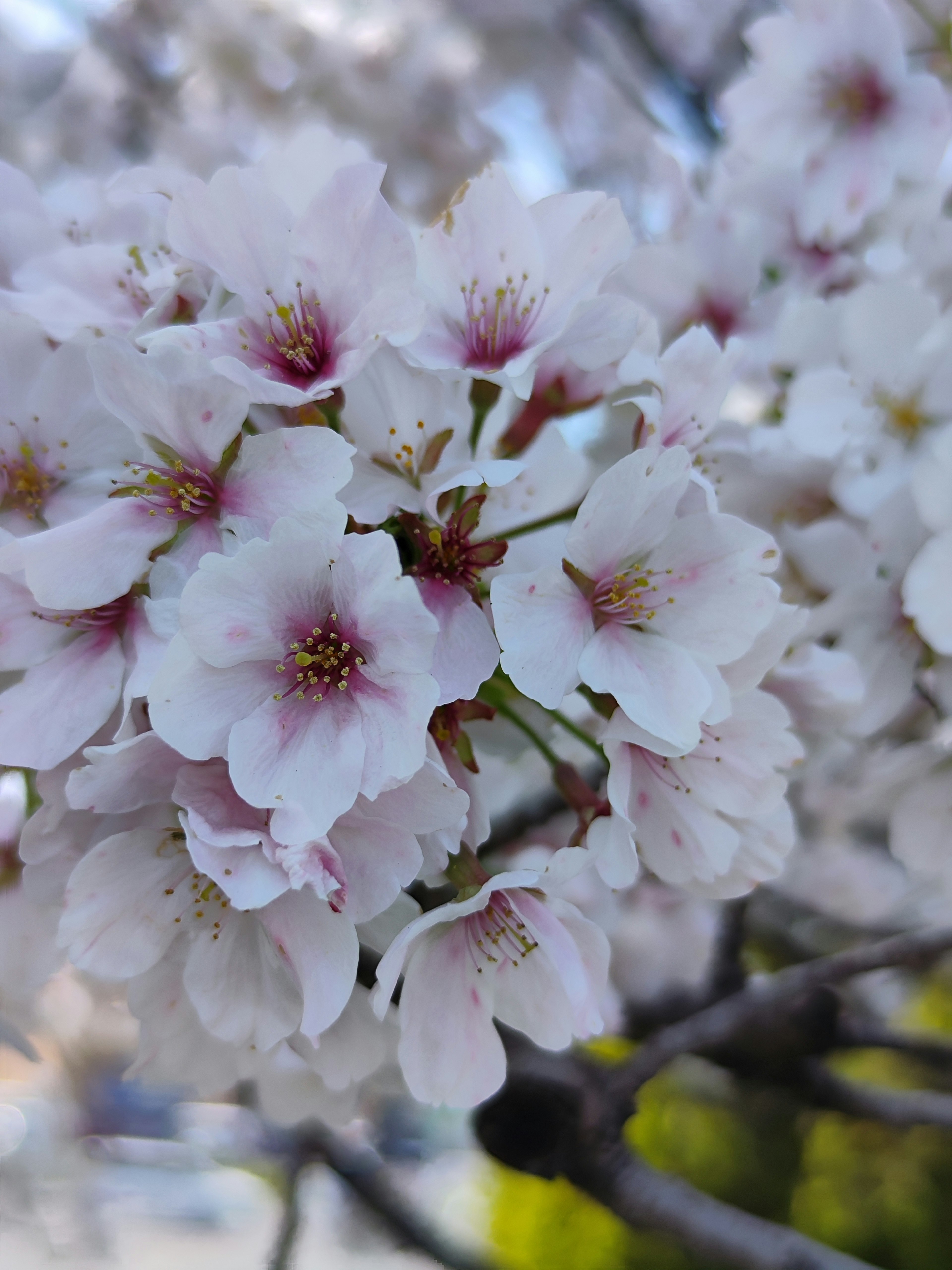 Pemandangan dekat bunga sakura dengan nuansa putih dan merah muda yang halus