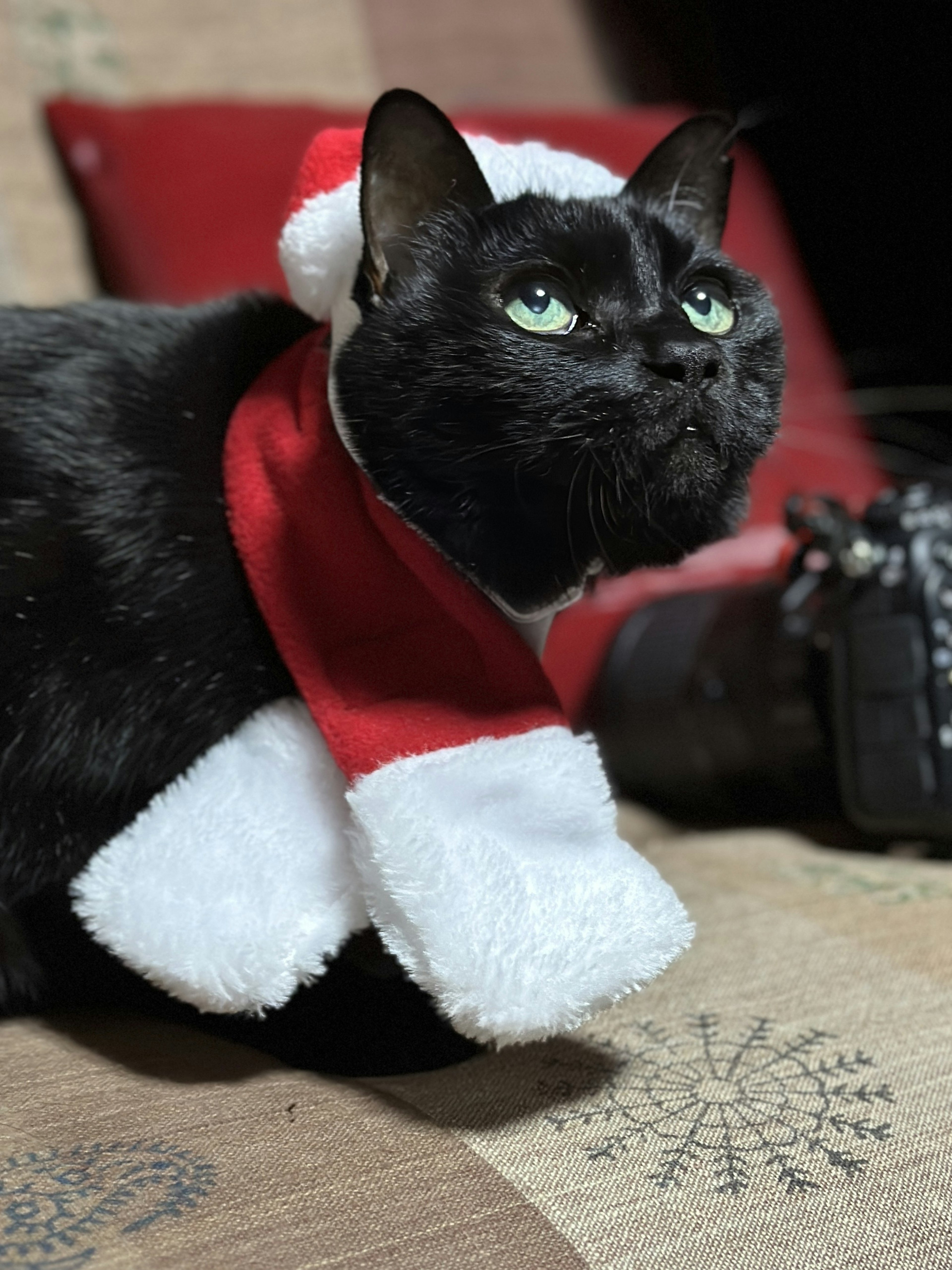 Chat noir portant un chapeau de Noël et une écharpe regardant vers le haut