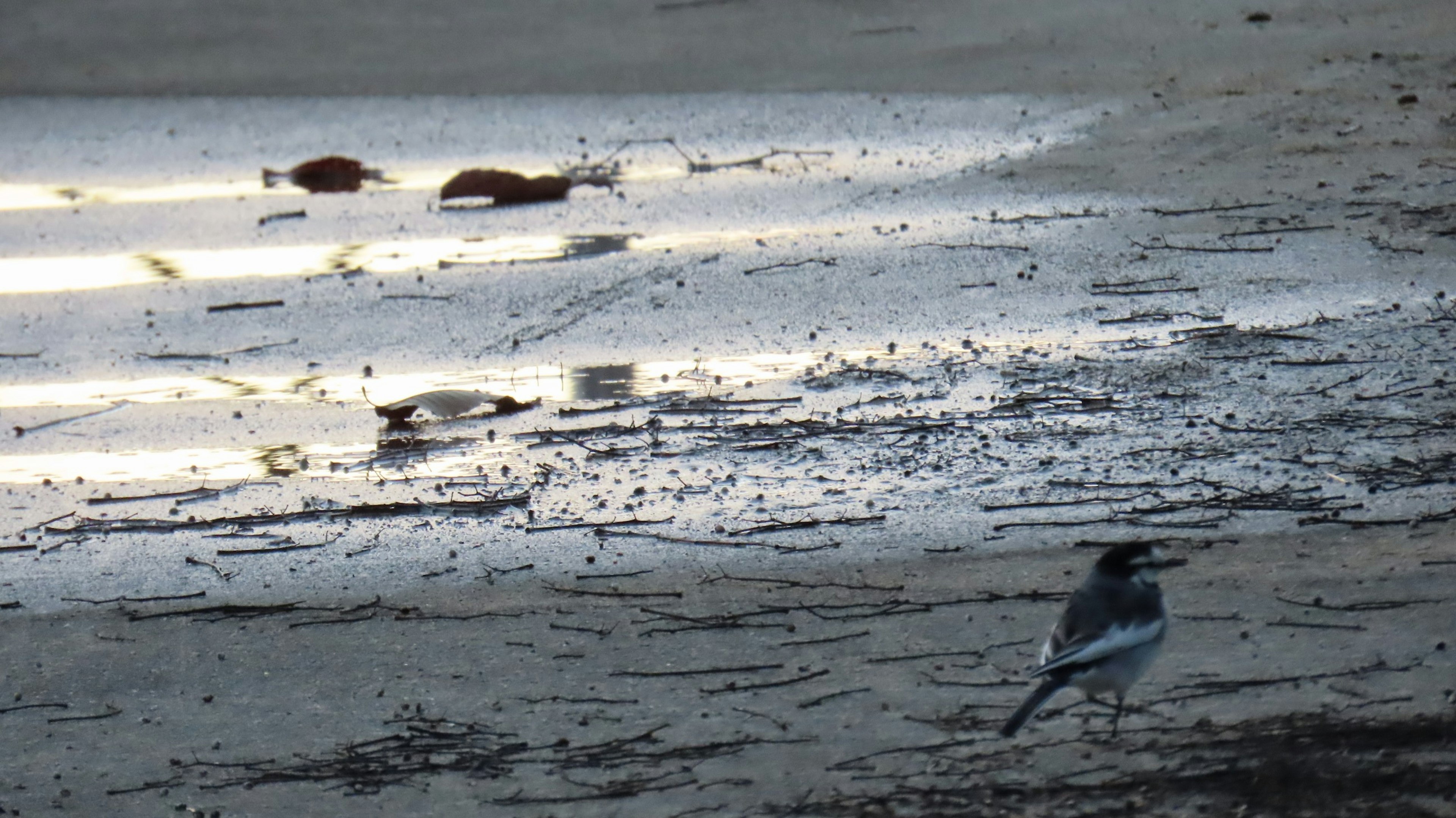 Un oiseau sur le rivage sablonneux avec des reflets sur l'eau