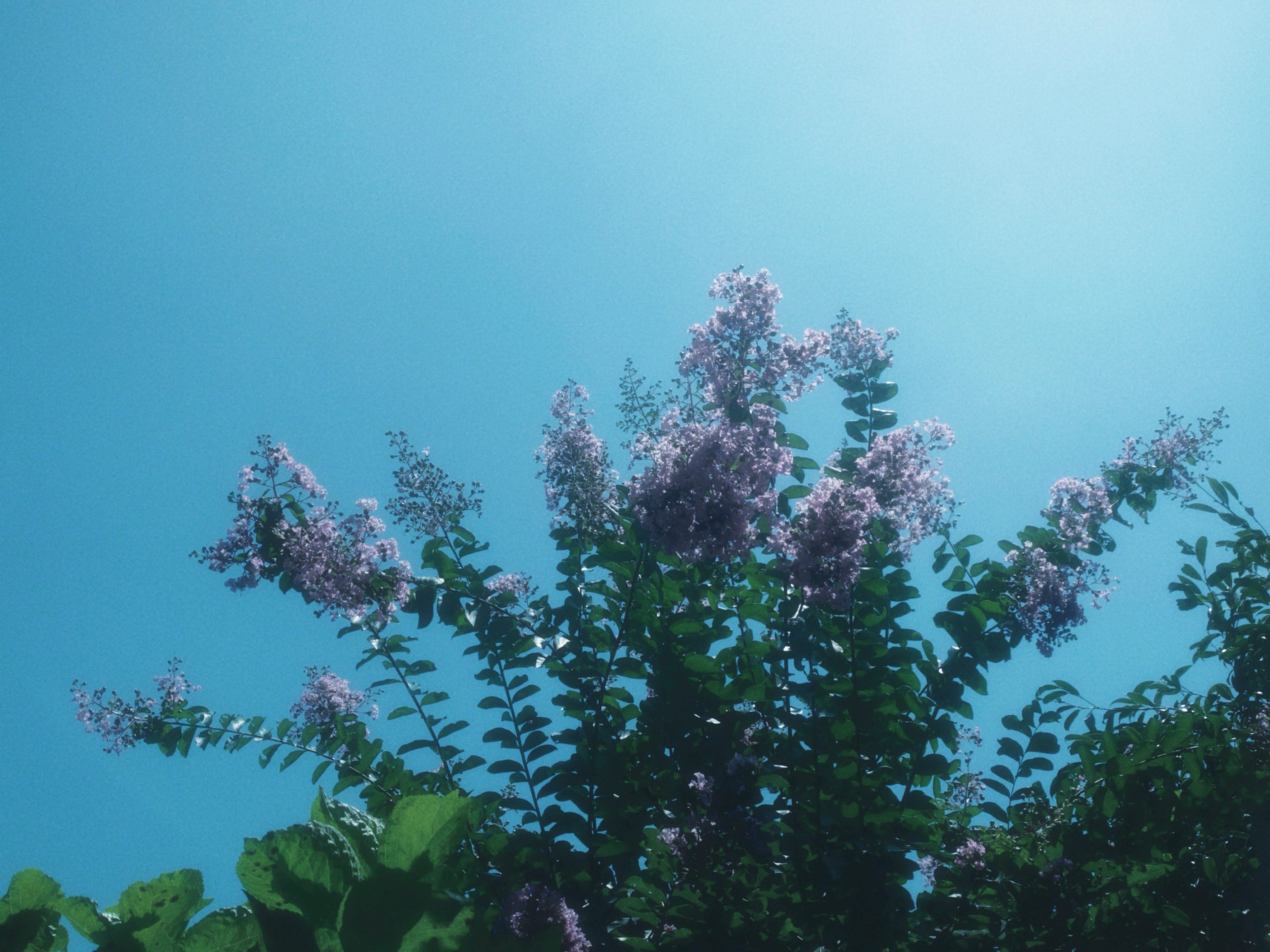 Árbol con flores moradas claras y hojas verdes contra un cielo azul